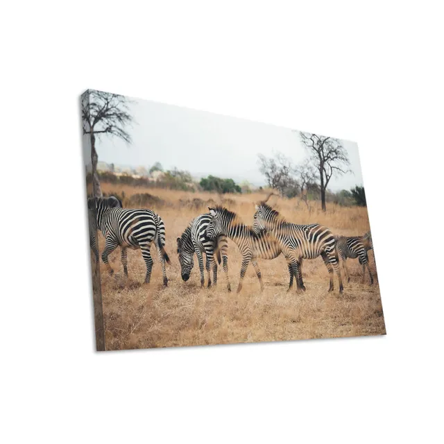 Hustling Sharks Wandbilder Zebragruppe Leinwandbild 30x40 cm Gras