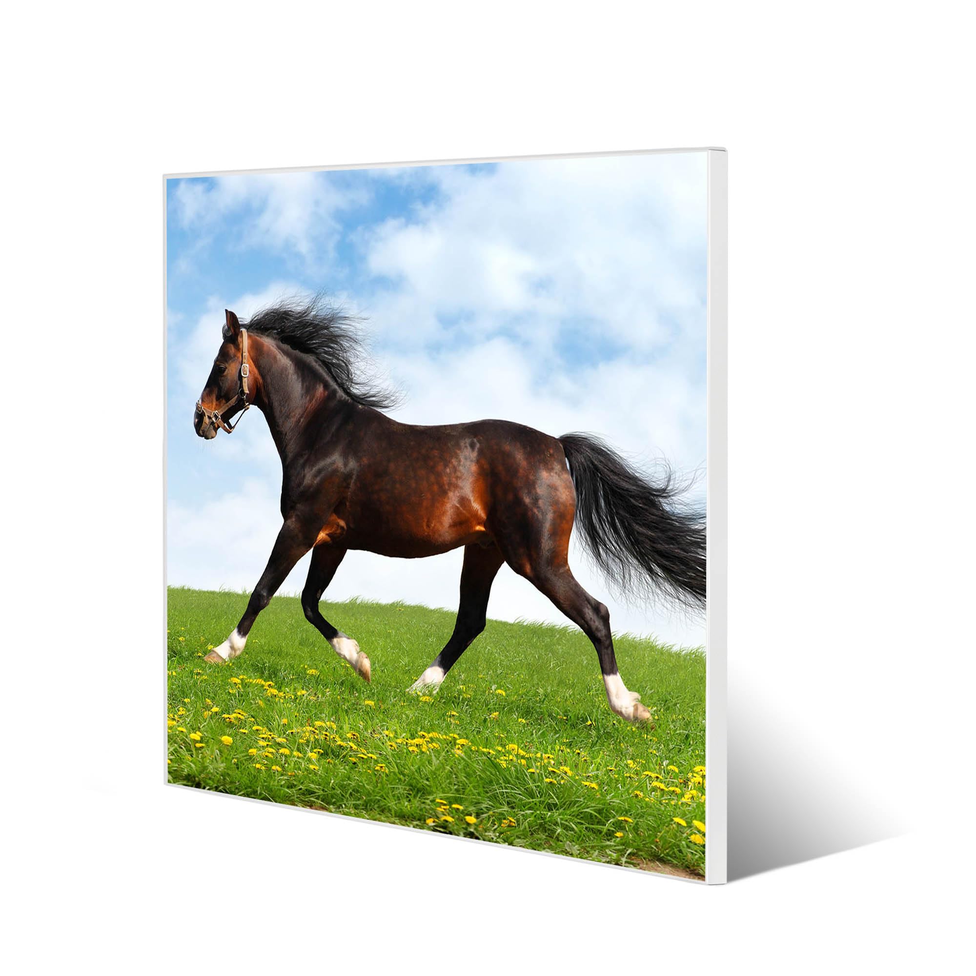 Banjado Magnettafel Pferd Metall 50x50 cm mit Magneten