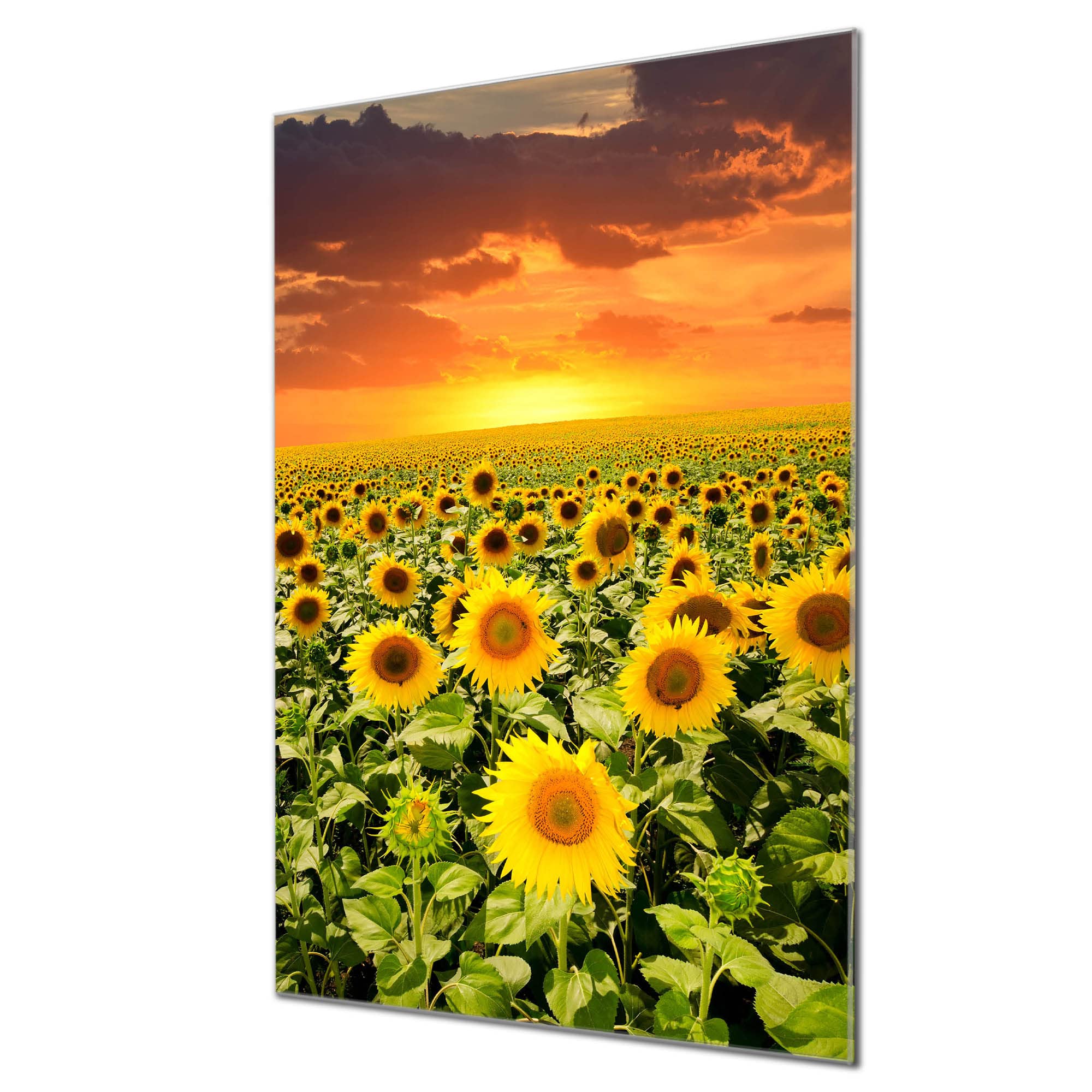 Banjado Magnettafel Waldmohn 60x40 cm Glas beschreibbar