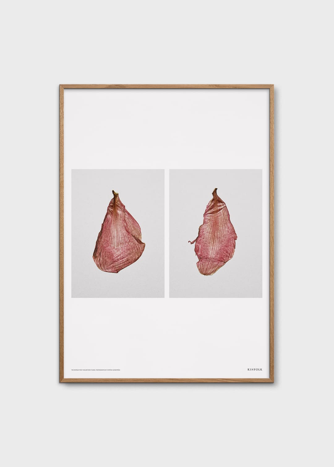 The Poster Club The Petal Poster 50x70 Amaryllis
