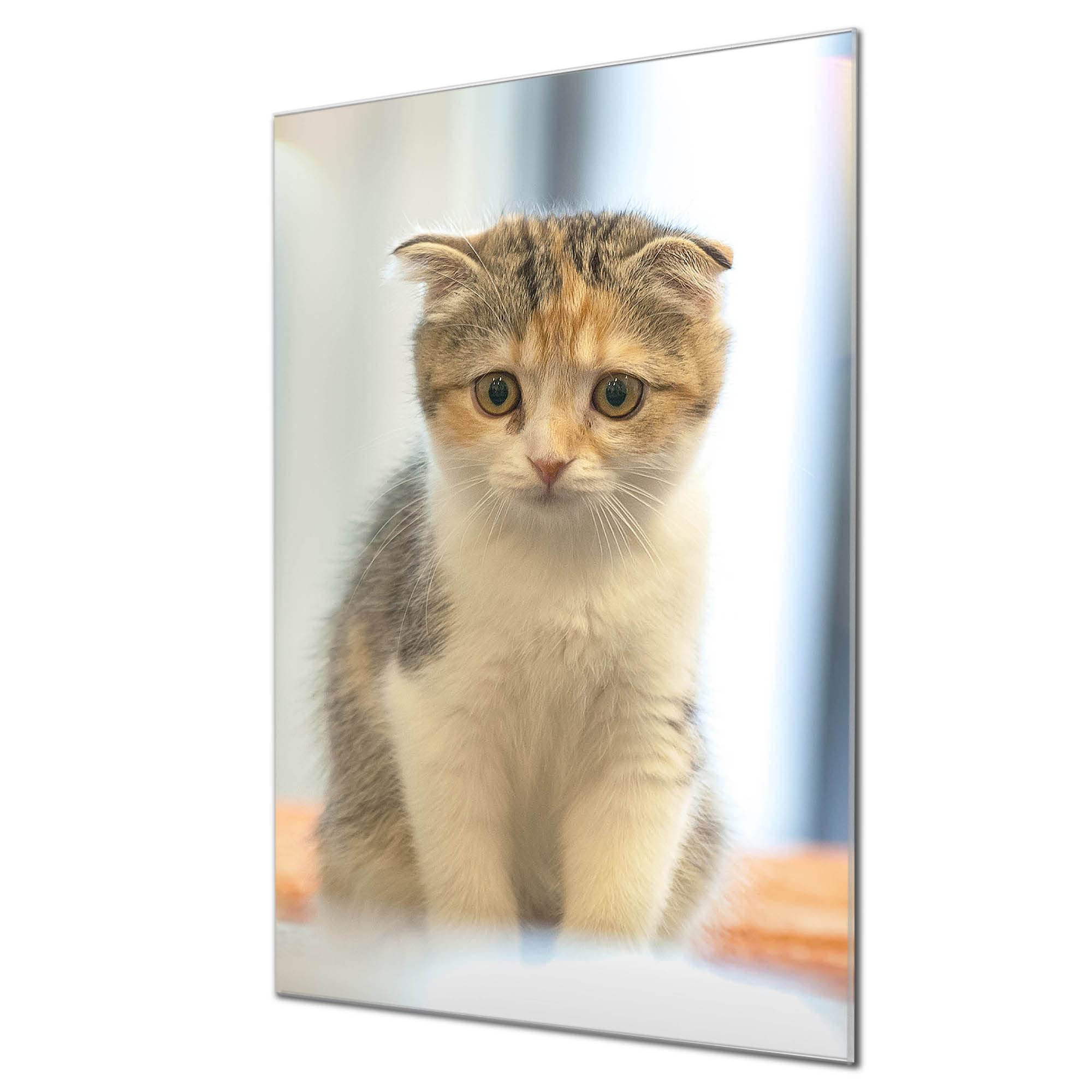 Banjado Magnettafel Kleine Katze Magnettafel 60x40 cm Glas