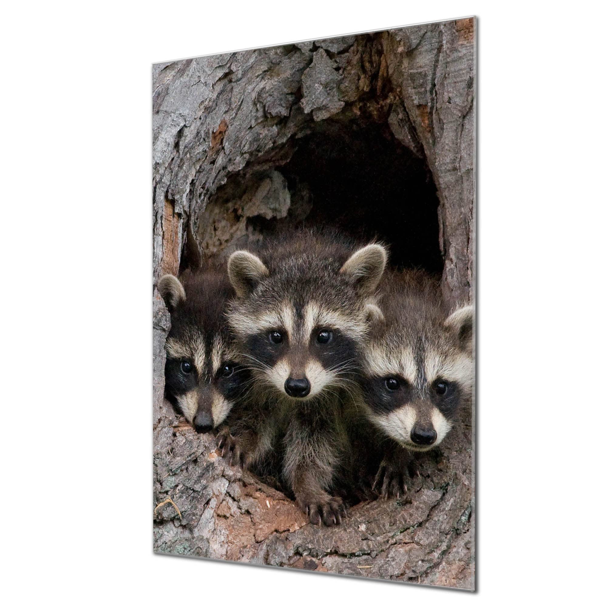 Banjado Magnettafel Drei Waschbären Magnetboard 40x60 beschreibbar