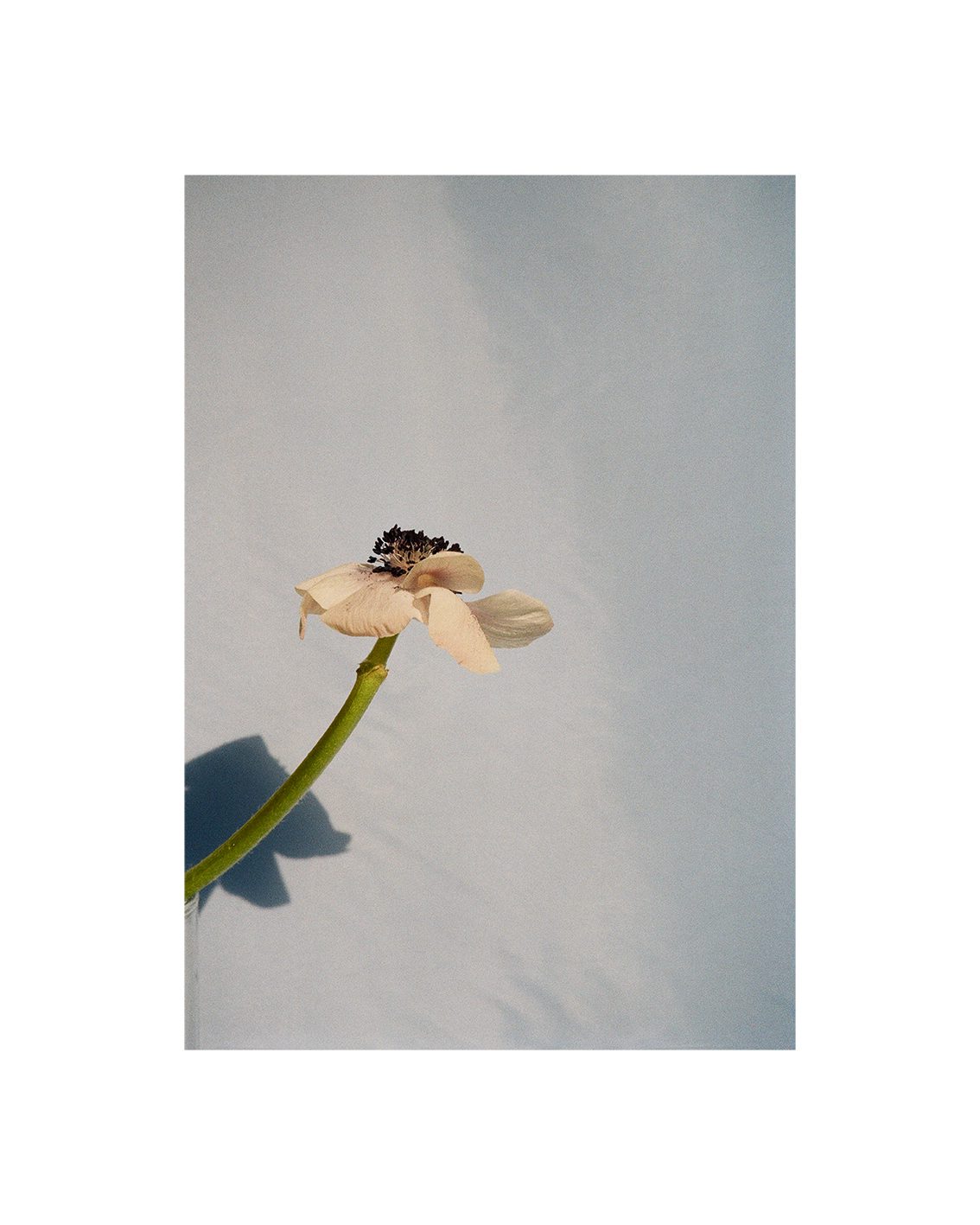 The Poster Club Art Prints Poppy Pop Poster 40x50 cm Blumen
