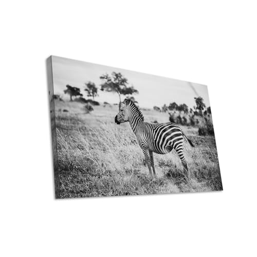 Hustling Sharks Wandbilder Zebra in stiller Weite Leinwandbild 30x40 cm Tier
