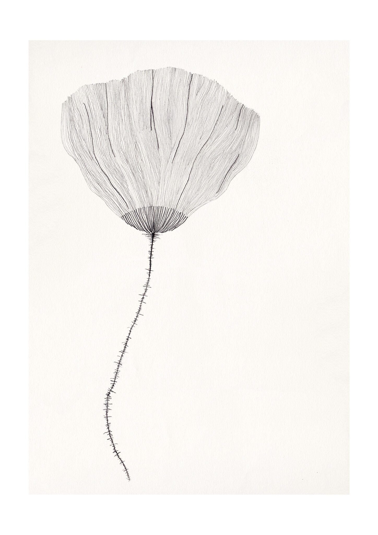 The Poster Club Poppy Poster 30x40 cm Botanik
