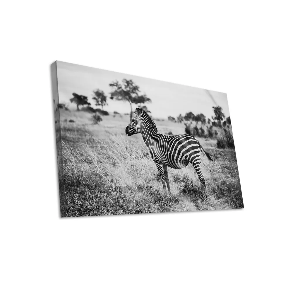 Hustling Sharks Wandbilder Zebra in stiller Weite Leinwandbild 30x40 cm Tier