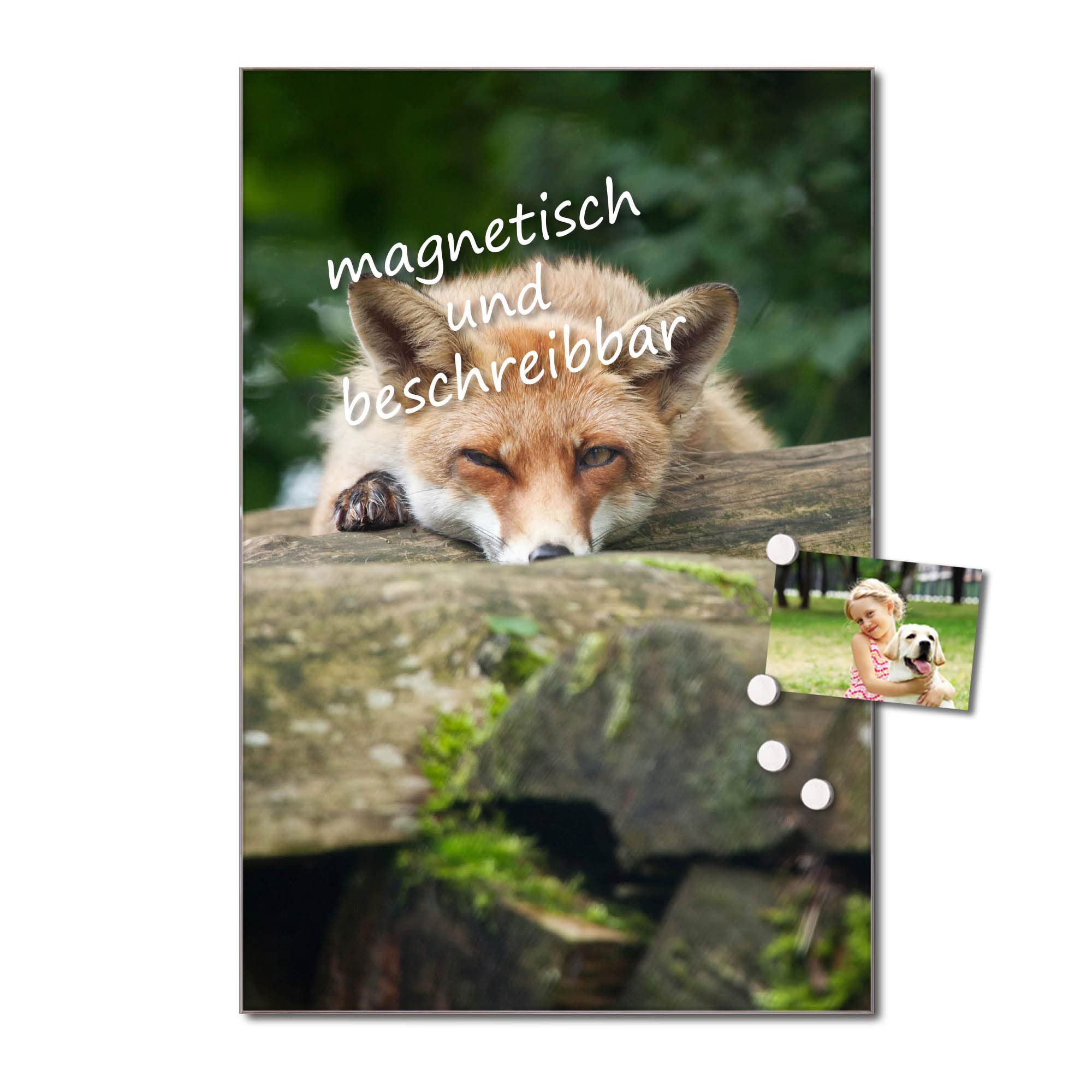 Banjado Magnettafel Fuchs Relax Magnetwand 60x40 cm Glas