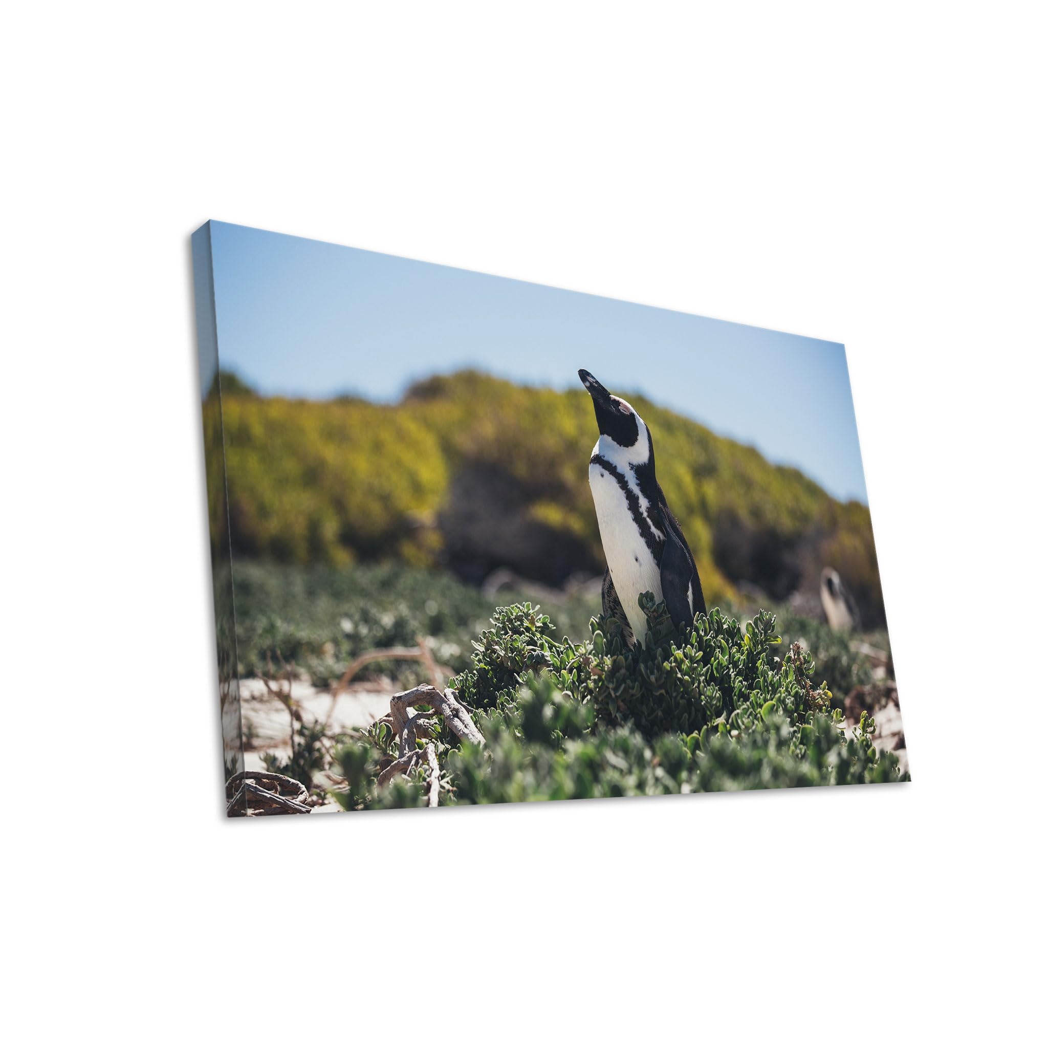 Hustling Sharks Wandbilder Pinguin Leinwandbild 30x40 cm Küste