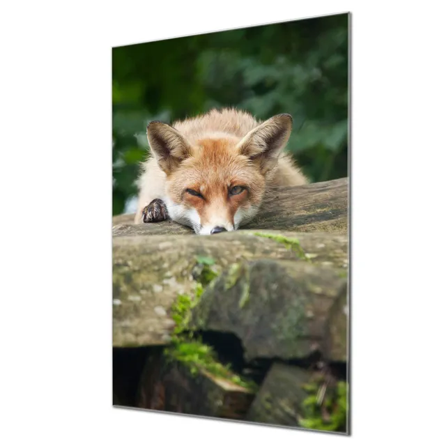 Banjado Magnettafel Fuchs Relax Magnetwand 60x40 cm Glas