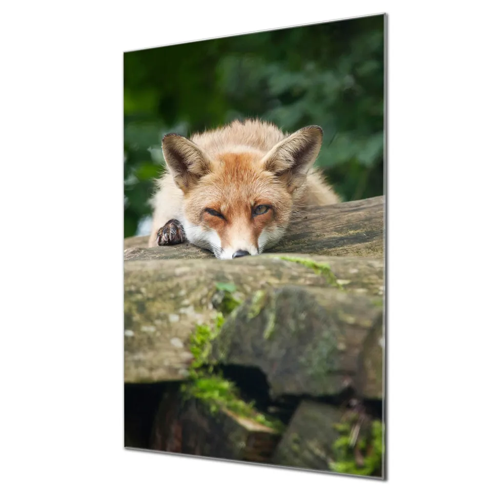 Banjado Magnettafel Fuchs Relax Magnetwand 60x40 cm Glas