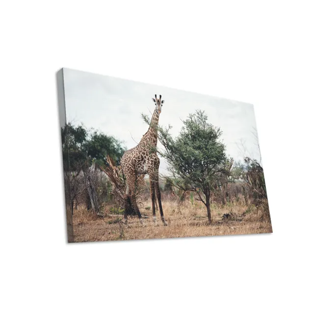 Hustling Sharks Wandbilder Giraffe zwischen Buschland Leinwand 30x40