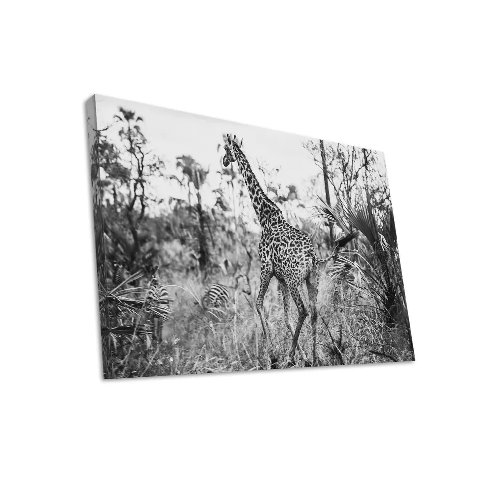 Hustling Sharks Wandbilder Giraffe im Schwarzweißlicht Leinwand 30x40