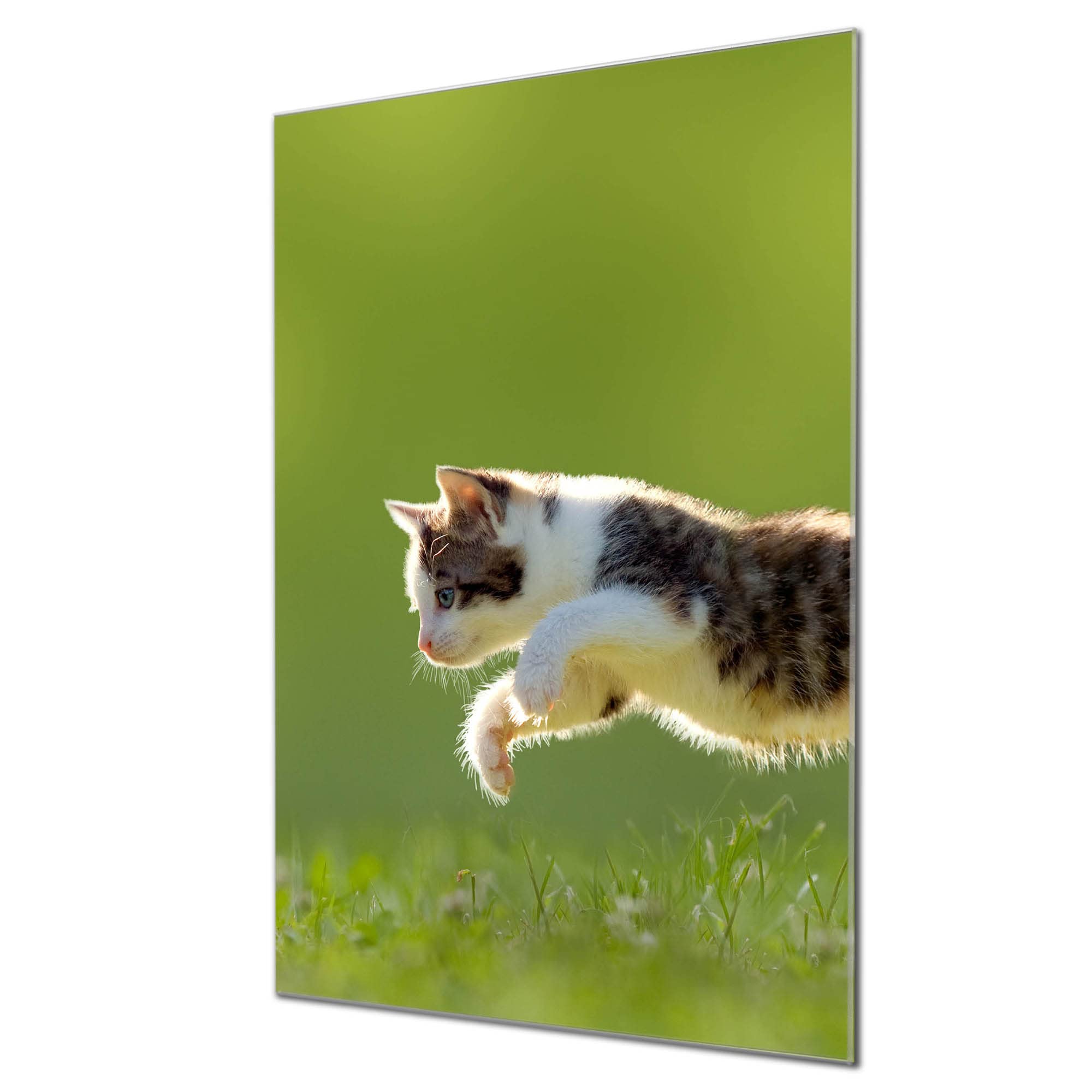 Banjado Magnettafel Kleine Katze Magnettafel 60x40 cm Glas