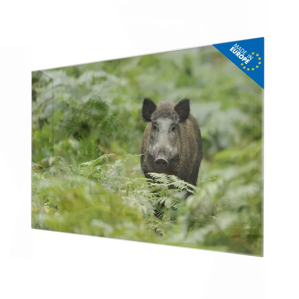 Banjado Magnettafel Wildschwein Glasmagnettafel 120x80 cm
