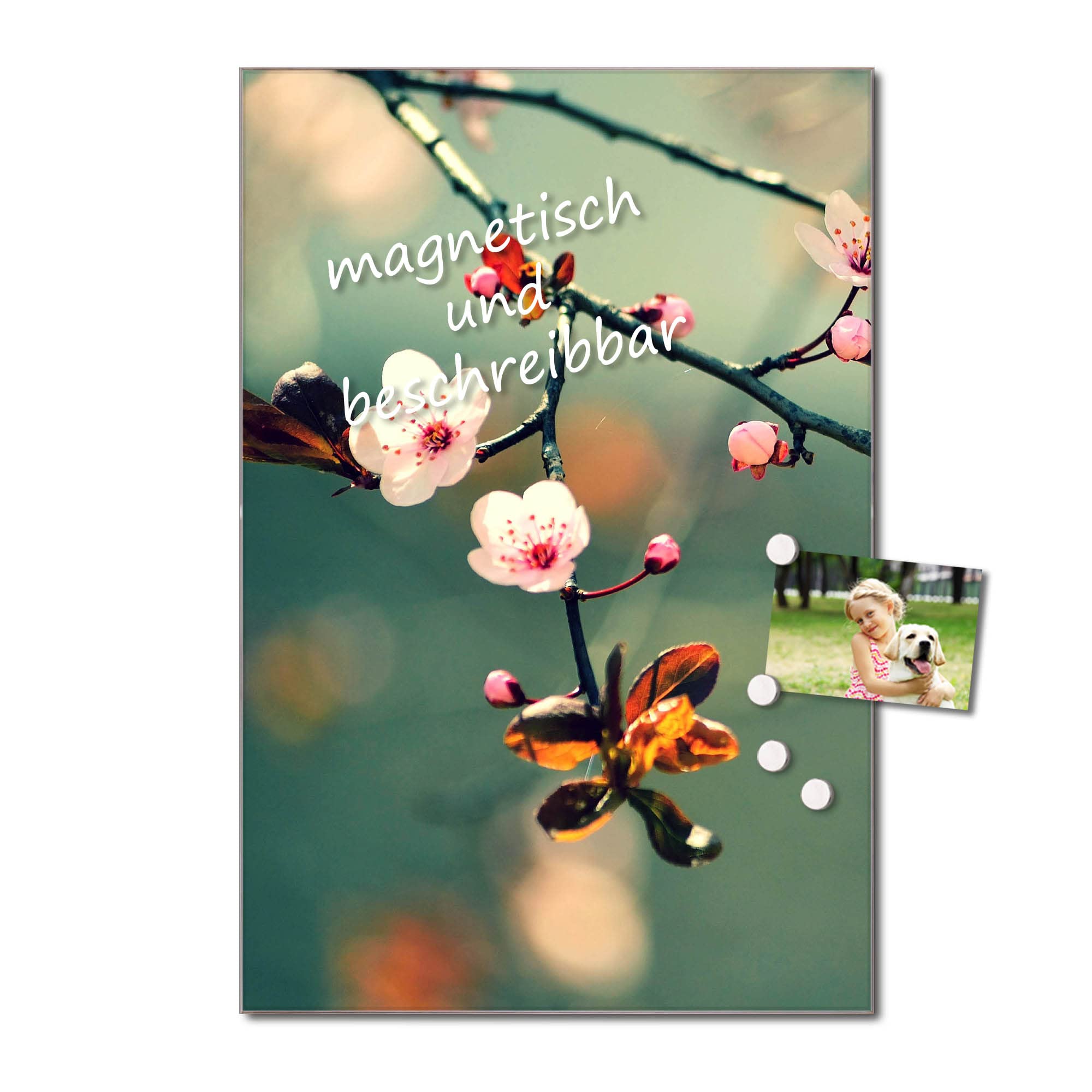 Banjado Magnettafel Japankirsche Glasboard 40x60 cm Blumenmotiv
