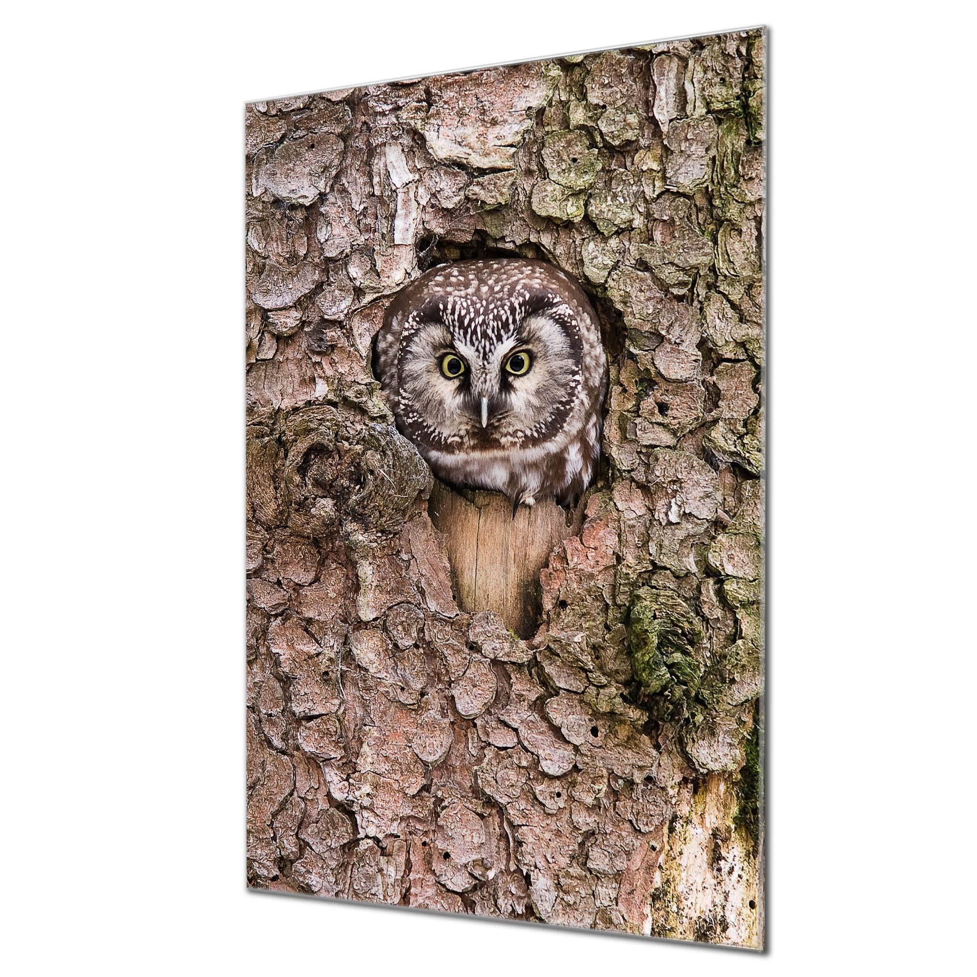 Banjado Magnettafel Glas Weißkopfseeadler 60x40 beschreibbar