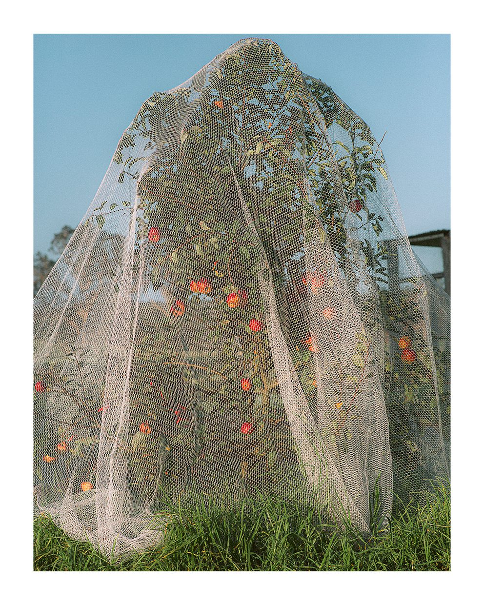 The Poster Club Apple Tree Poster 40x50 cm botanisch