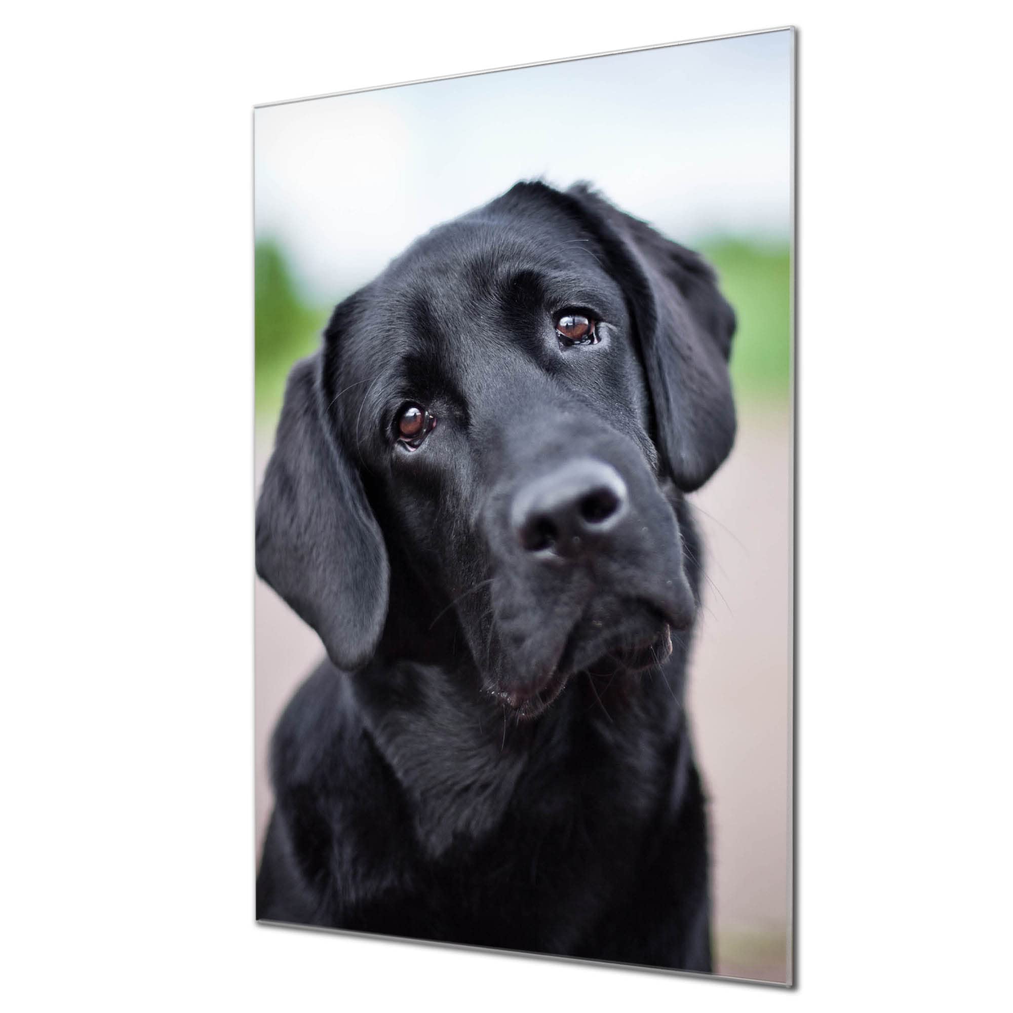 Banjado Magnettafel Glas 40x60cm Magnetboard Bunter Dalmatiner Hund