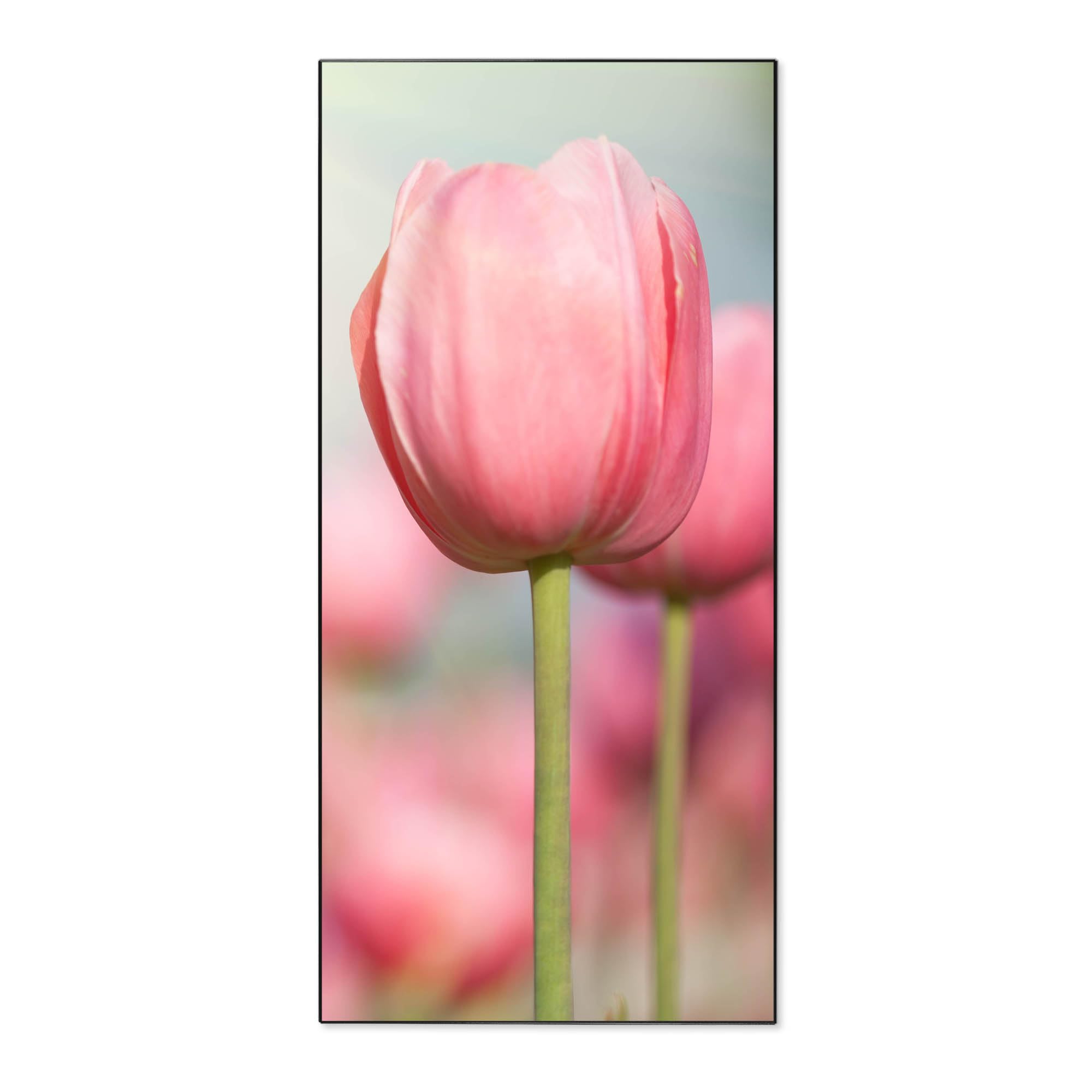 Banjado Magnettafel Tulpen 37x78 Magnetpinnwand schwarz Metall