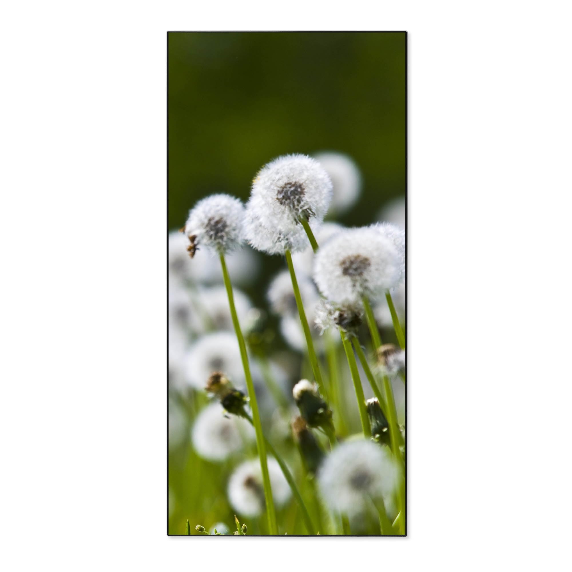 Banjado Magnettafel 37x78 Magnetwand Pusteblumenwiese Metall
