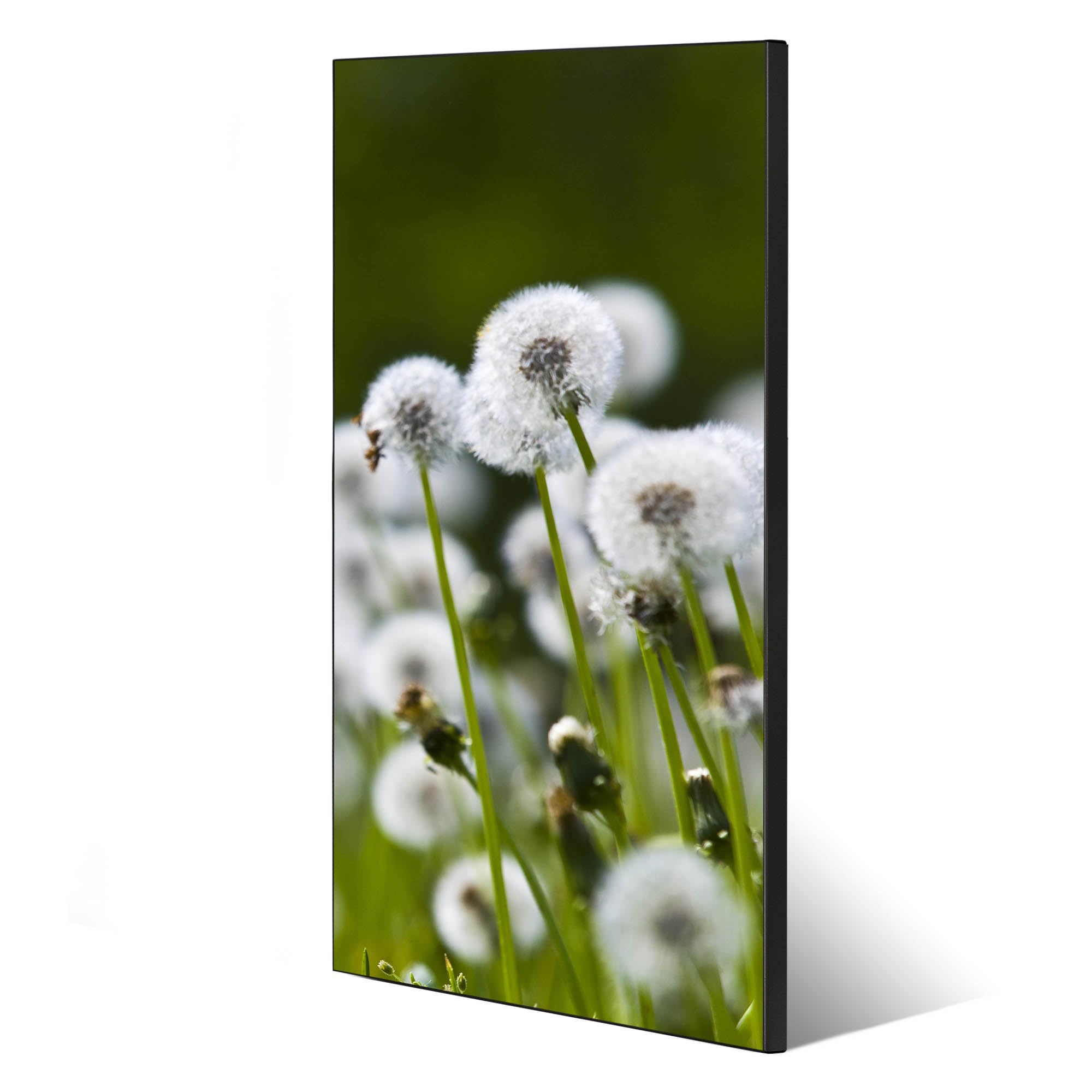 Banjado Magnettafel 37x78 Magnetwand Pusteblumenwiese Metall