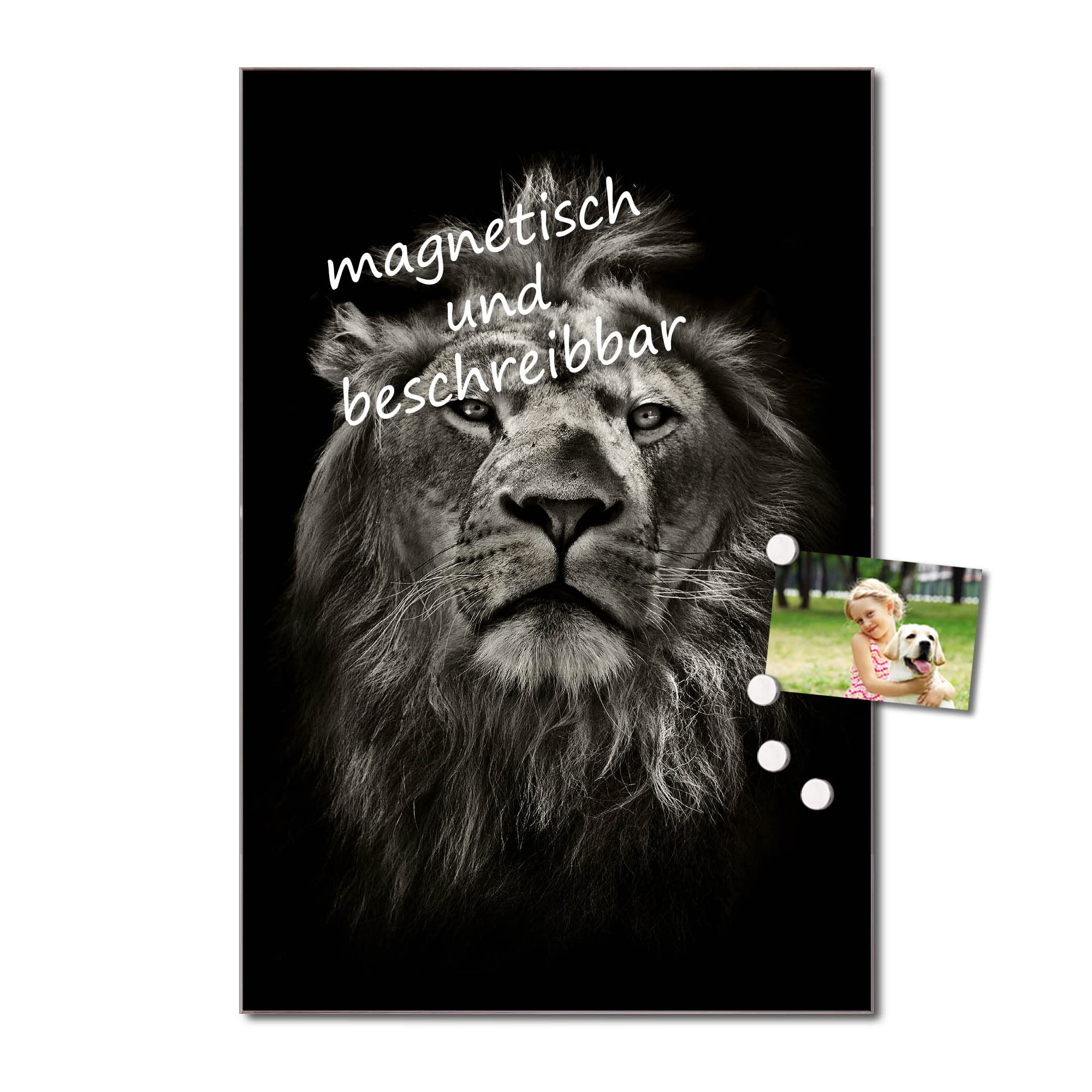 Banjado Magnettafel Löwe Porträt Glas Magnettafel 60x40 beschreibbar