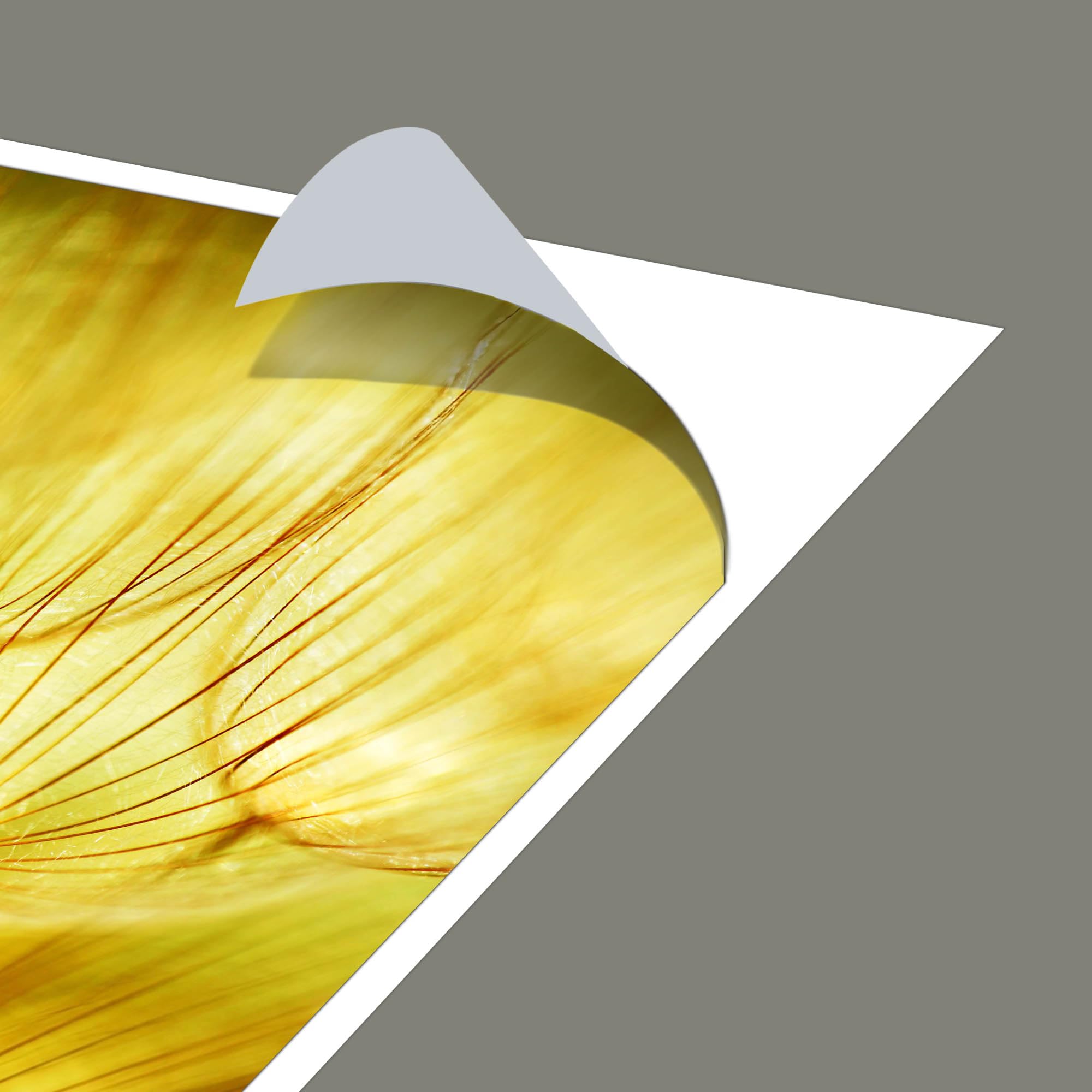 Banjado Möbelfolie Pusteblumen Gold Tischfolie 55x55