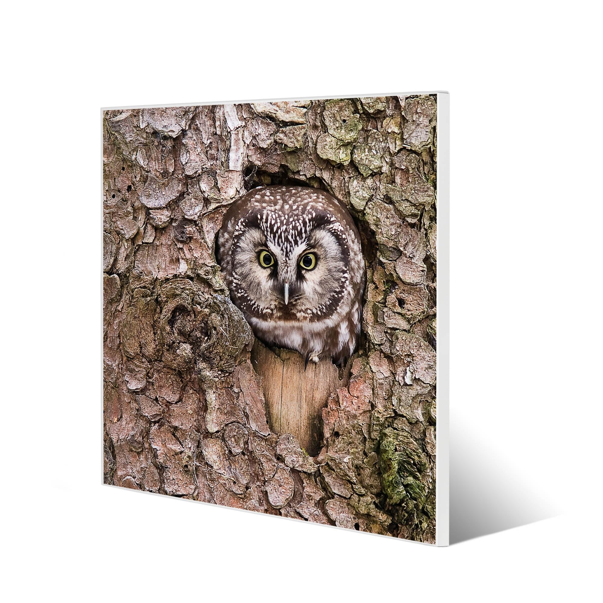Banjado Magnettafel Eule 50x50 cm Magnetwand Metall
