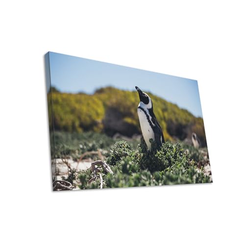 Hustling Sharks Wandbilder Pinguin Leinwandbild 30x40 cm Küste