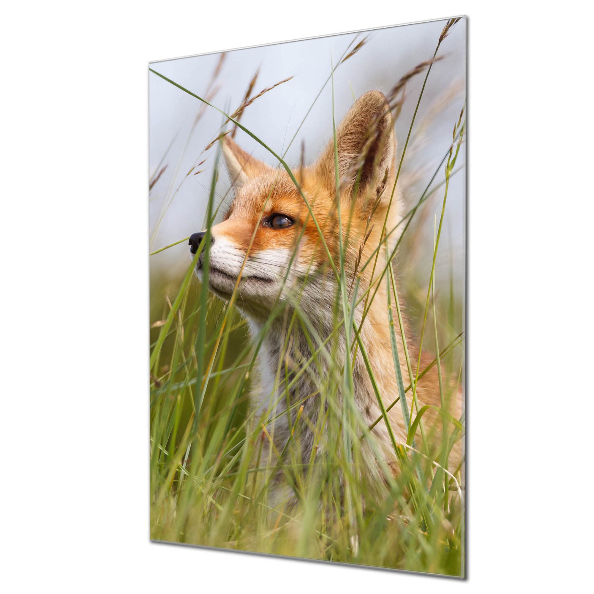 Banjado Magnettafel Fuchs Relax Magnetwand 60x40 cm Glas