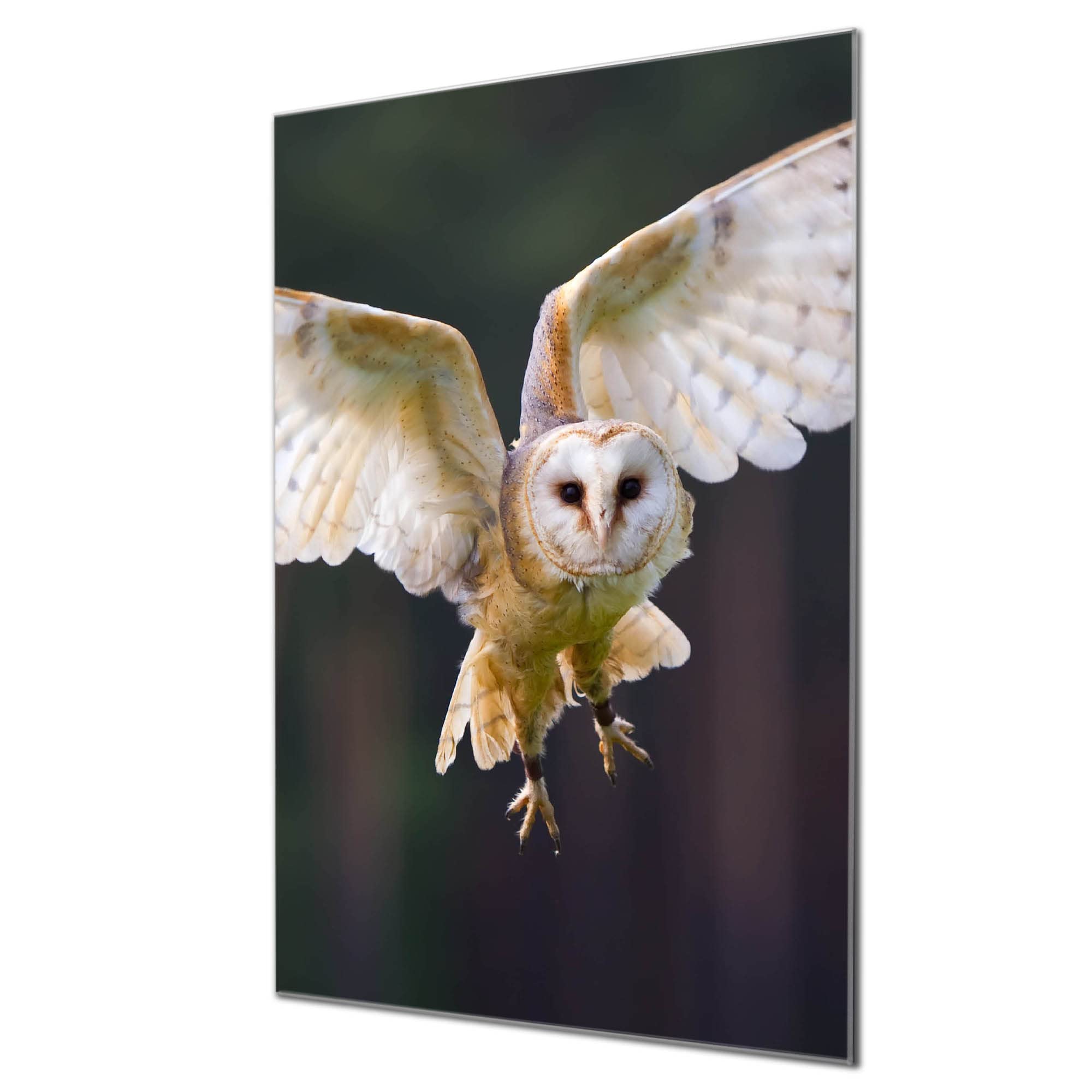 Banjado Magnettafel Glas Weißkopfseeadler 60x40 beschreibbar