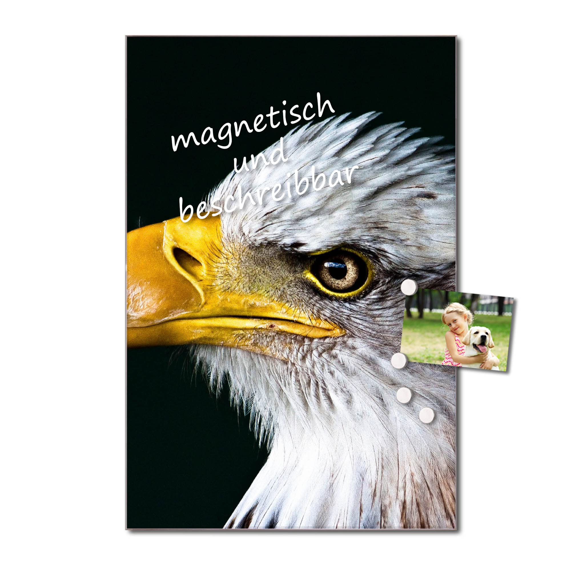 Banjado Magnettafel Glas Weißkopfseeadler 60x40 beschreibbar