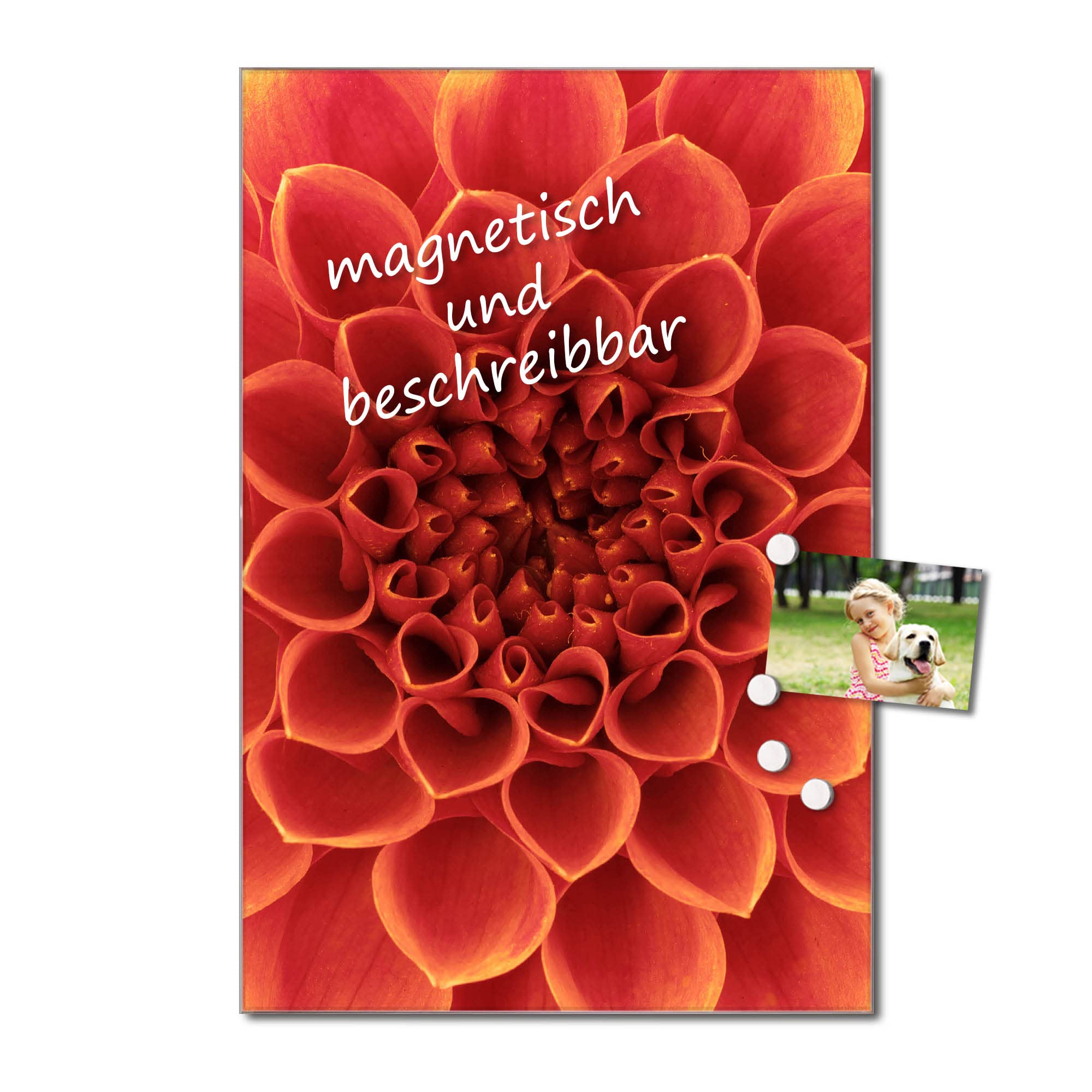 Banjado Magnettafel Orange Chrysantheme Board 40x60 Glas