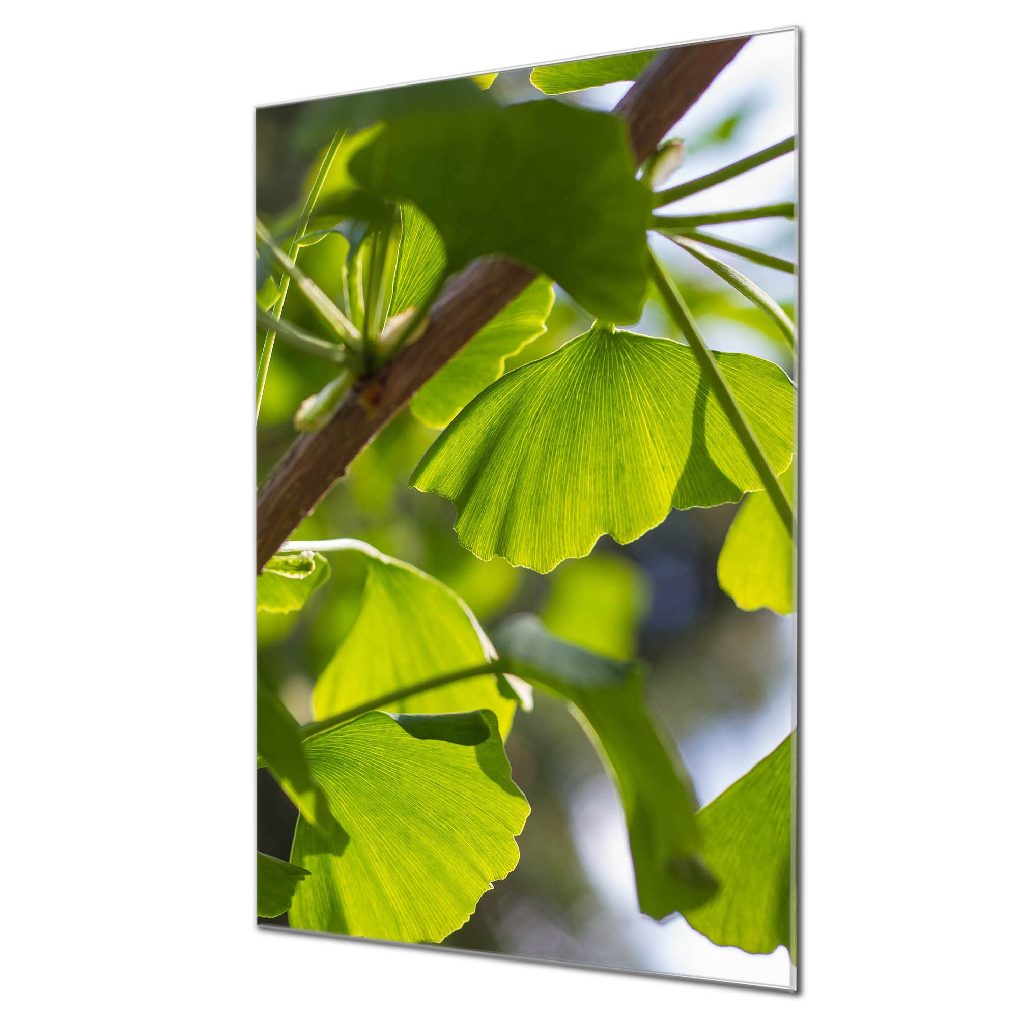 Banjado Magnettafel Baumwurzel Magnetboard 60x40 cm Natur