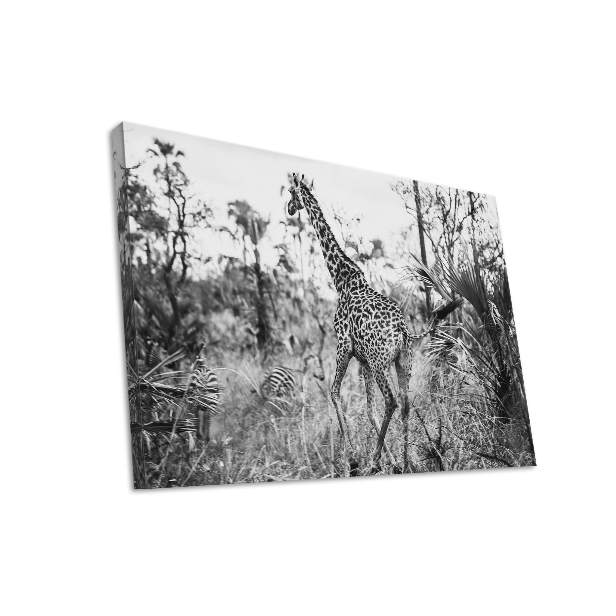 Hustling Sharks Wandbilder Giraffe im Schwarzweißlicht Leinwand 30x40
