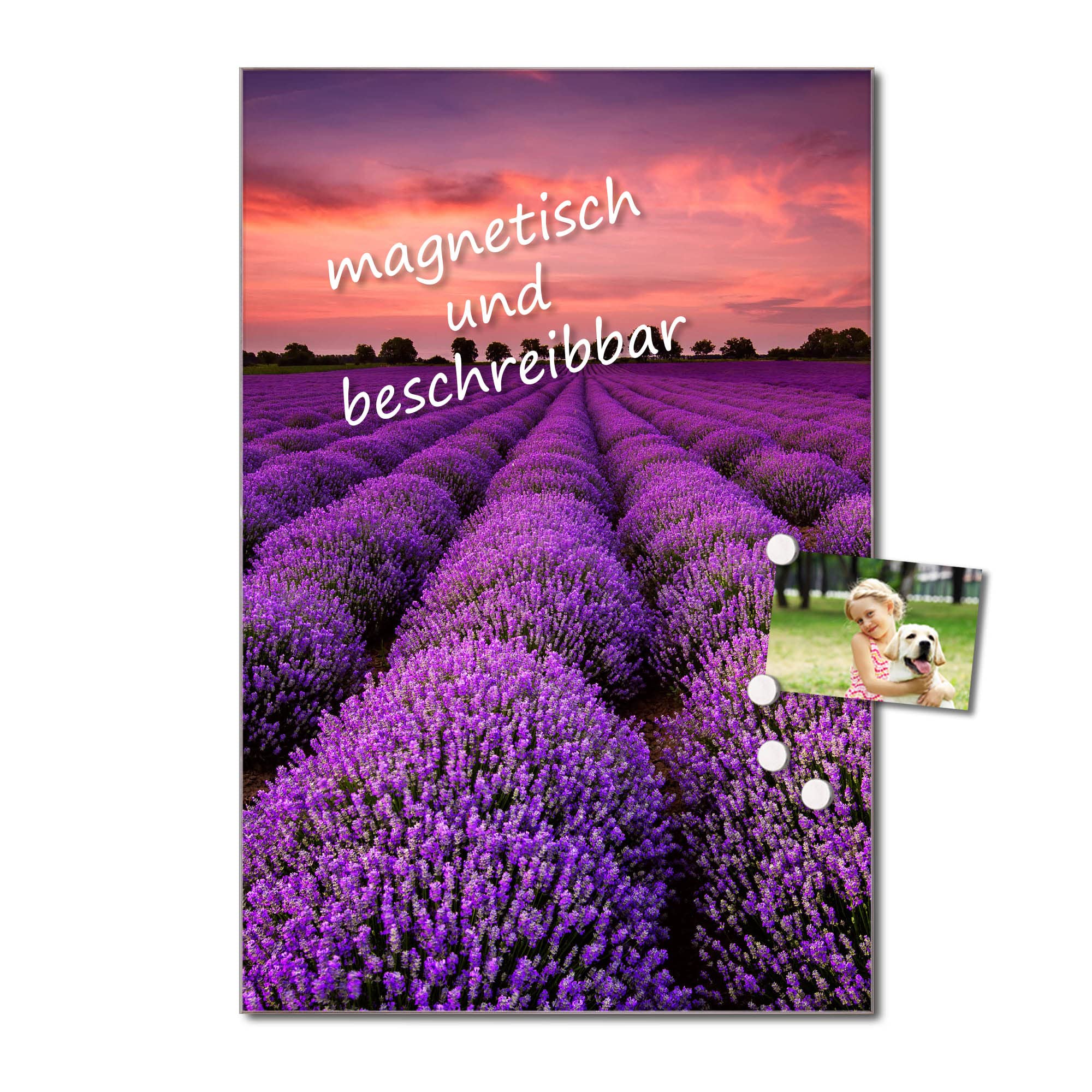 Banjado Magnettafel Lavendelfeld Glas 40x60 cm Blumen