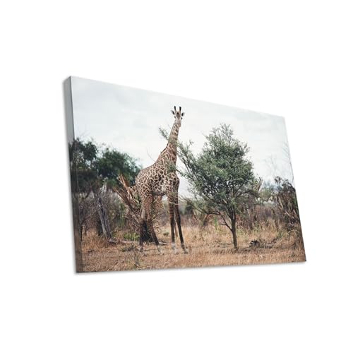 Hustling Sharks Wandbilder Giraffe zwischen Buschland Leinwand 30x40