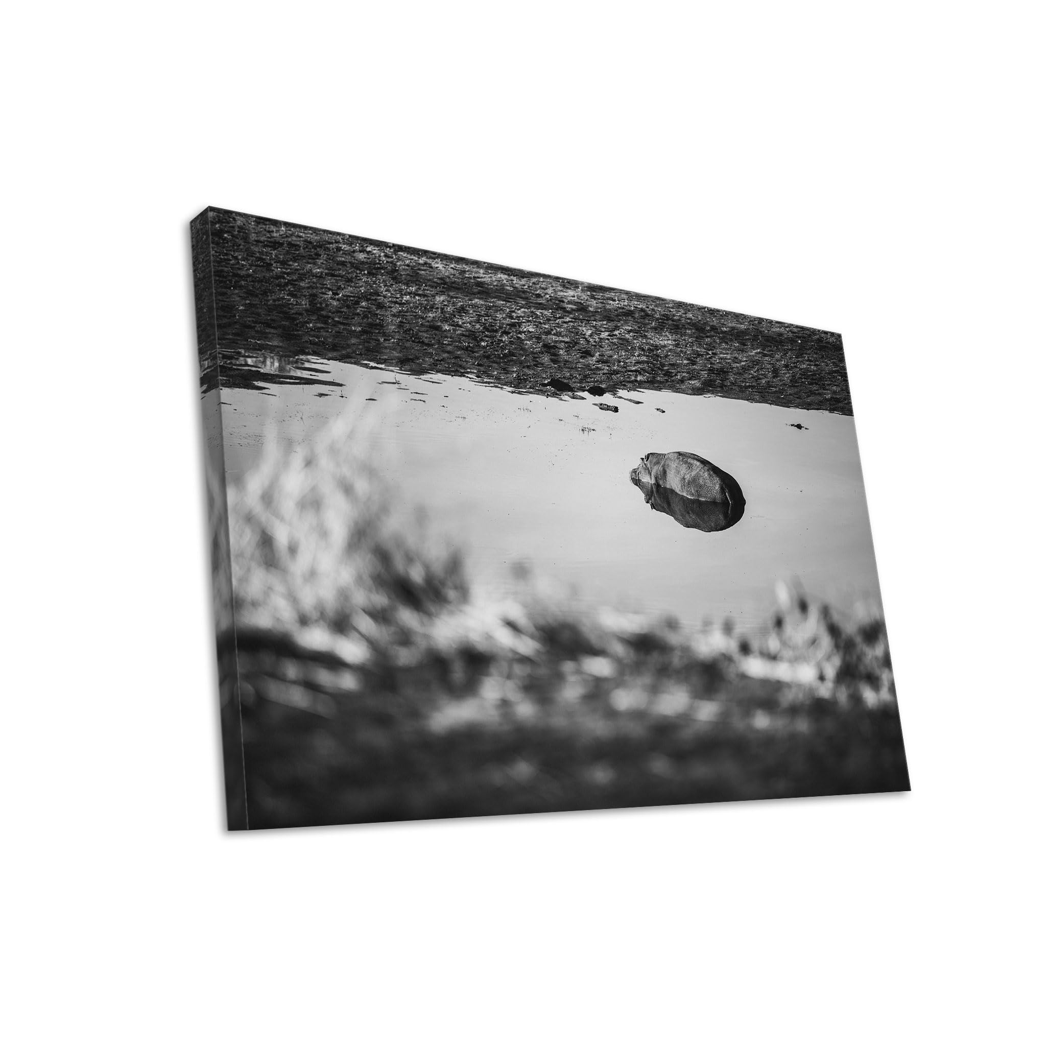 Hustling Sharks Wandbilder Stille Wasserfläche Leinwand 40x30 cm Tier