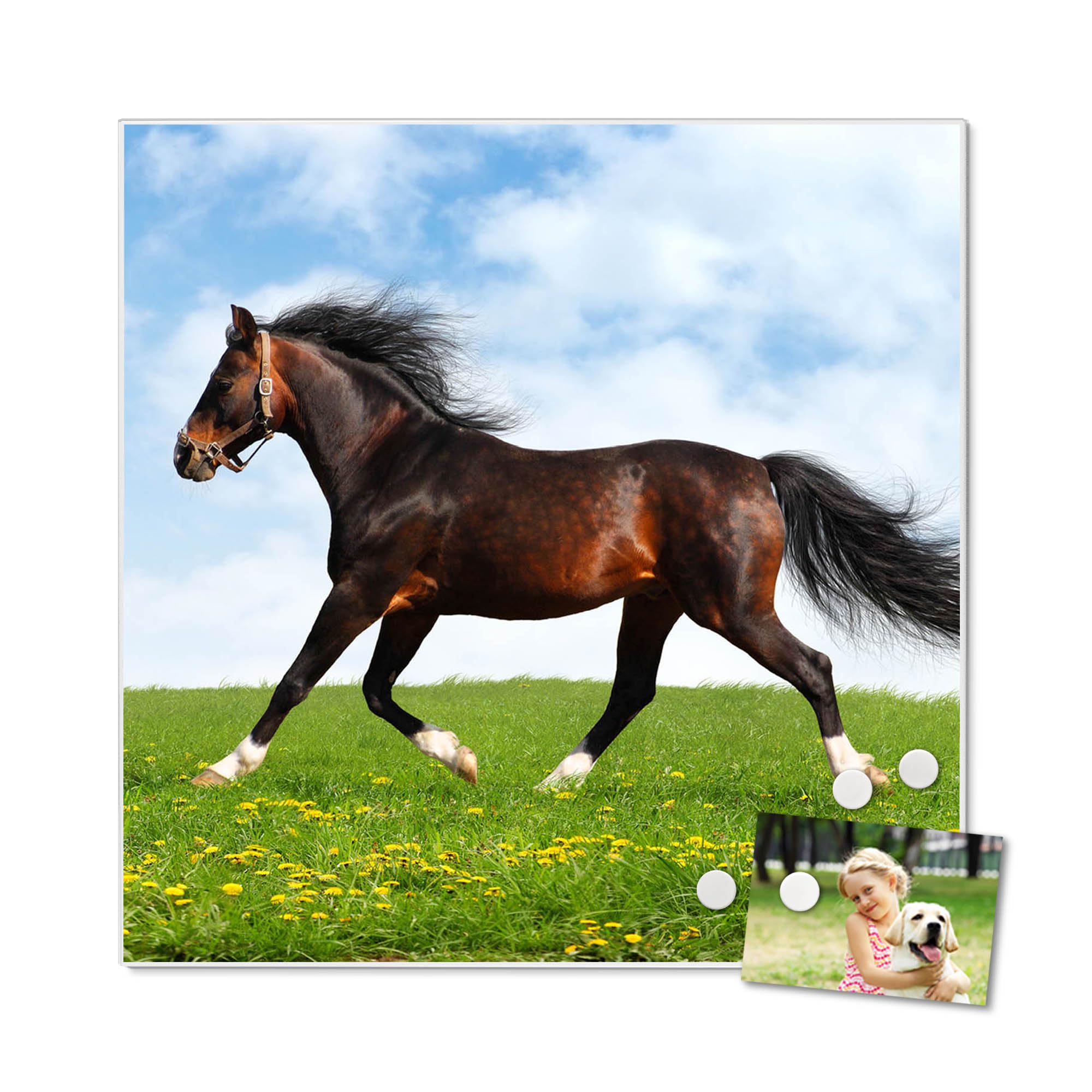 Banjado Magnettafel Pferd Metall 50x50 cm mit Magneten