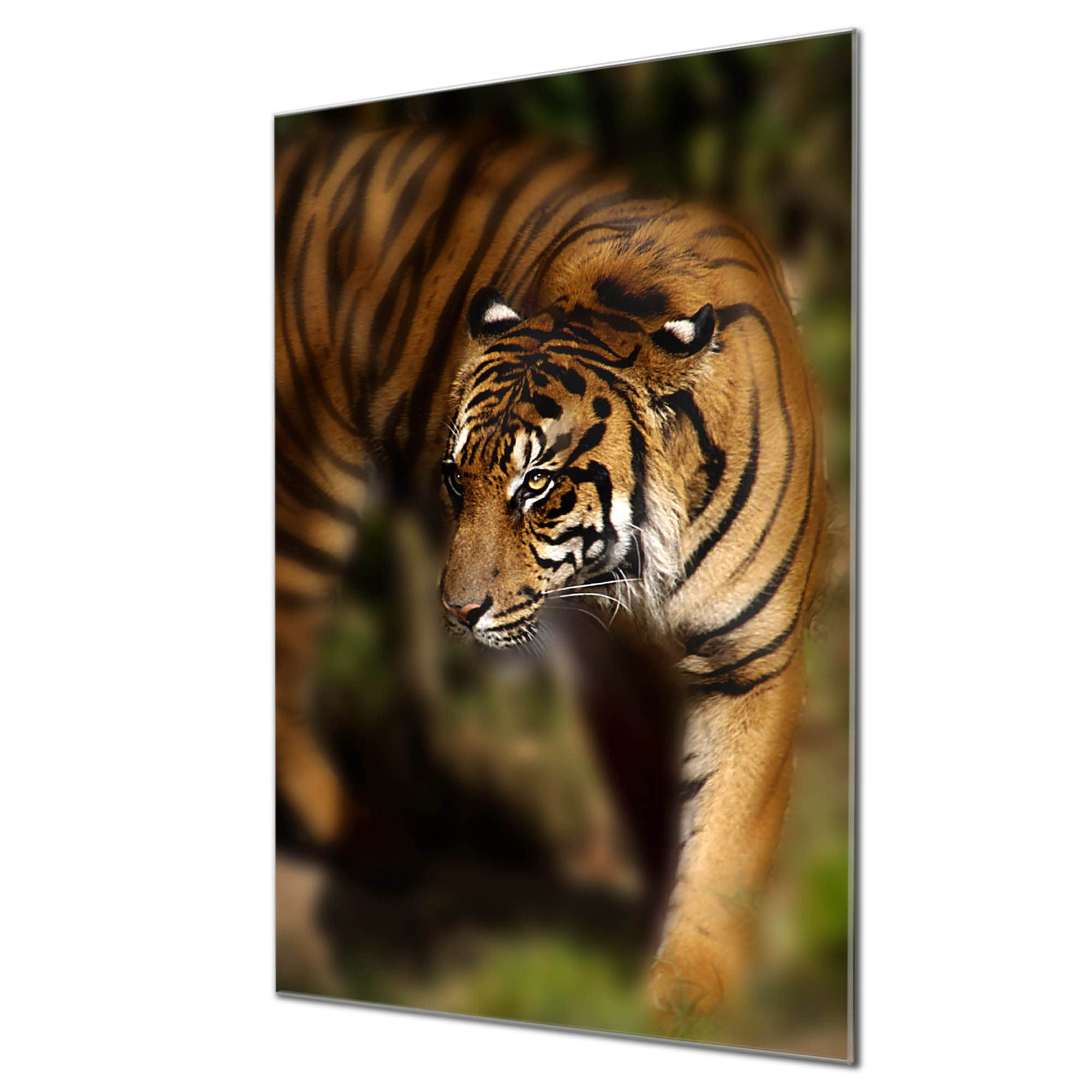 Banjado Magnettafel Löwe Porträt Glas Magnettafel 60x40 beschreibbar