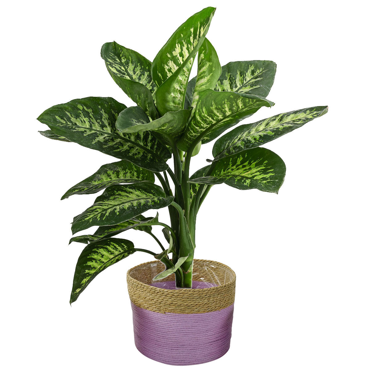 LS-LebenStil Garten & Camping Palma Seegras Übertopf Flieder 33cm