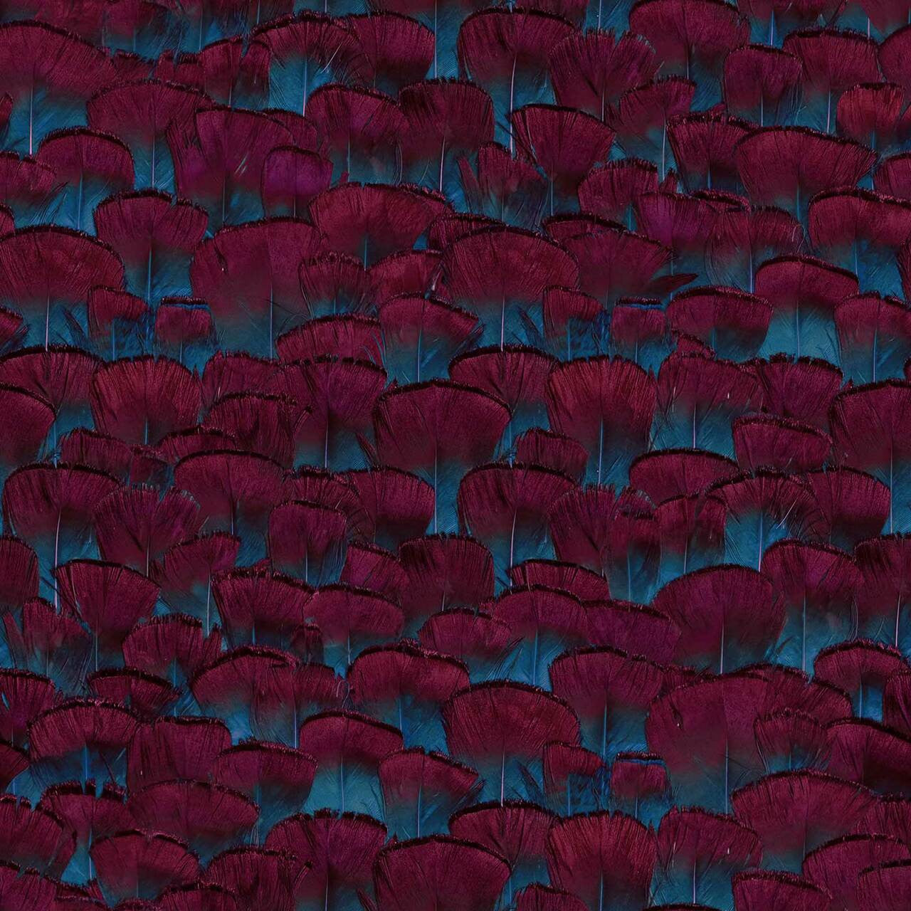 Mineheart Wallpaper Colourful Feathers Tapete Fuchsia Blau