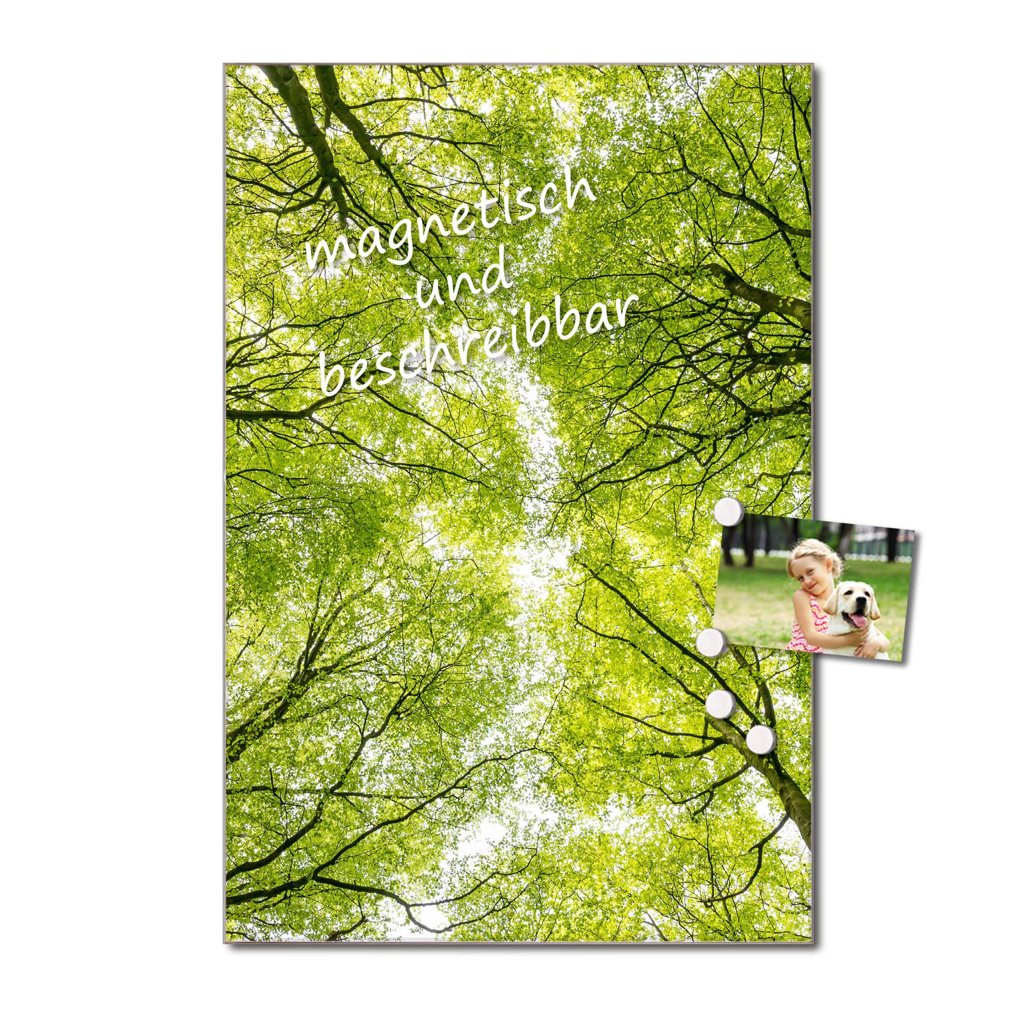 Banjado Magnettafel Zwischen Bäumen Glasboard 40x60 Wald