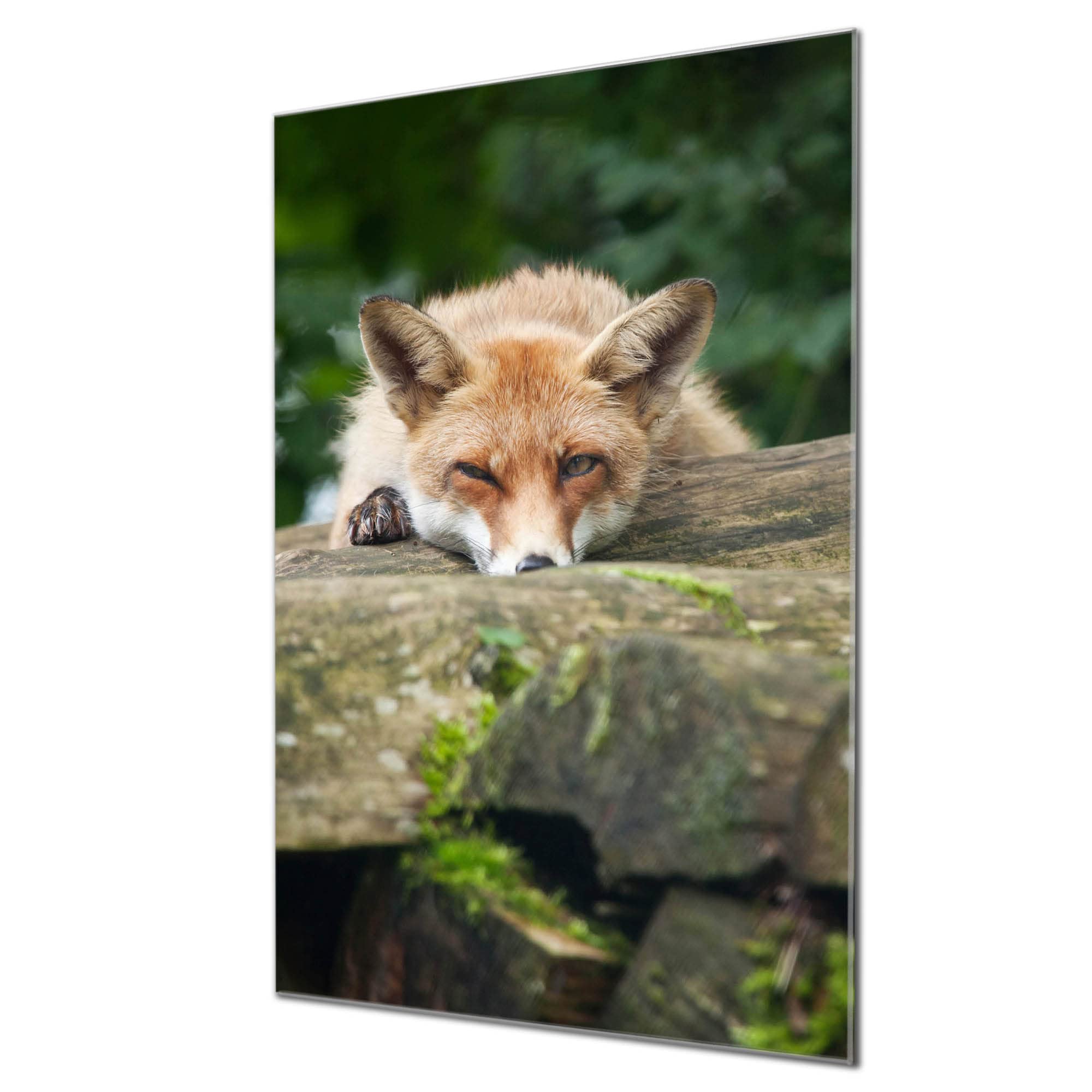 Banjado Magnettafel Fuchs Relax Magnetwand 60x40 cm Glas