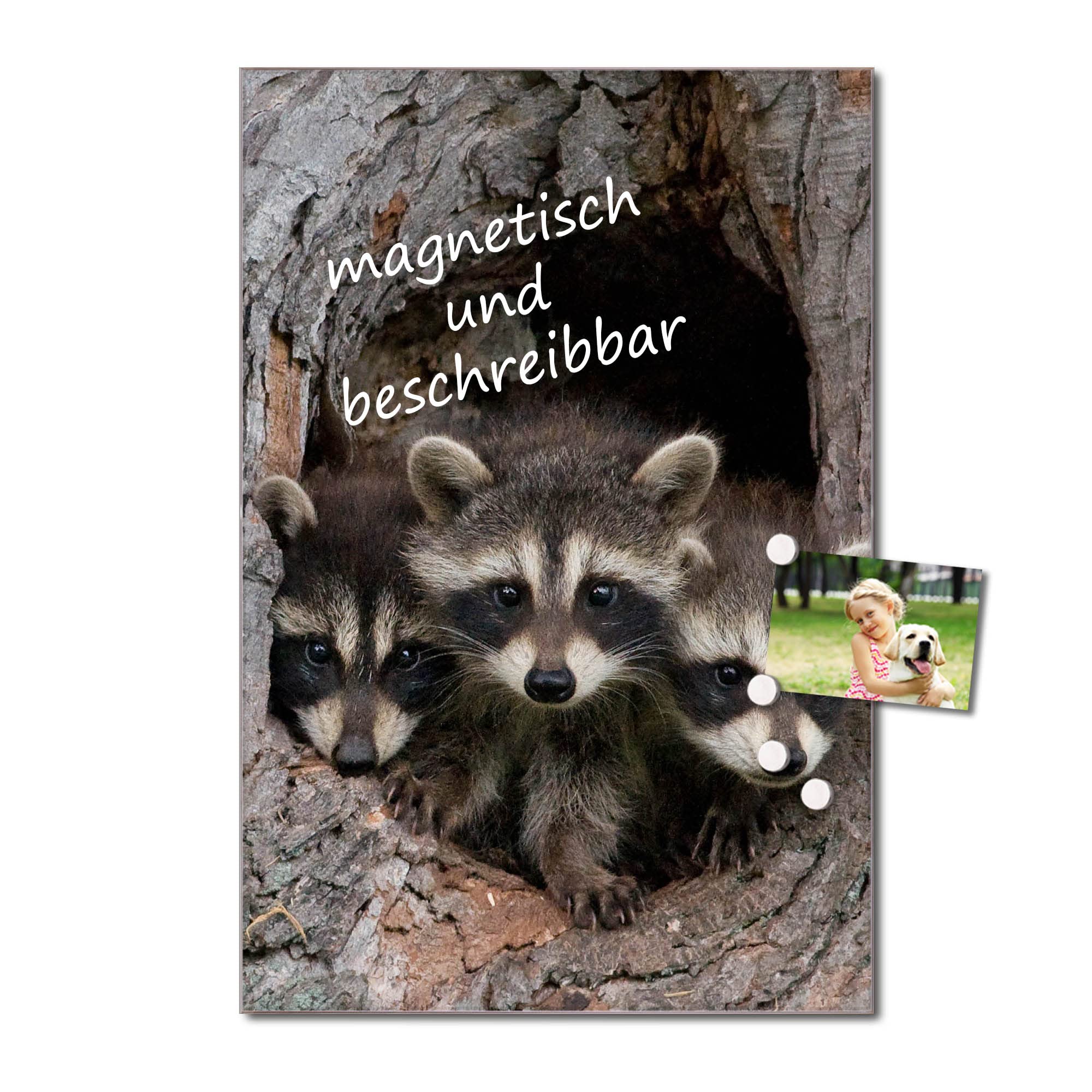Banjado Magnettafel Drei Waschbären Magnetboard 40x60 beschreibbar
