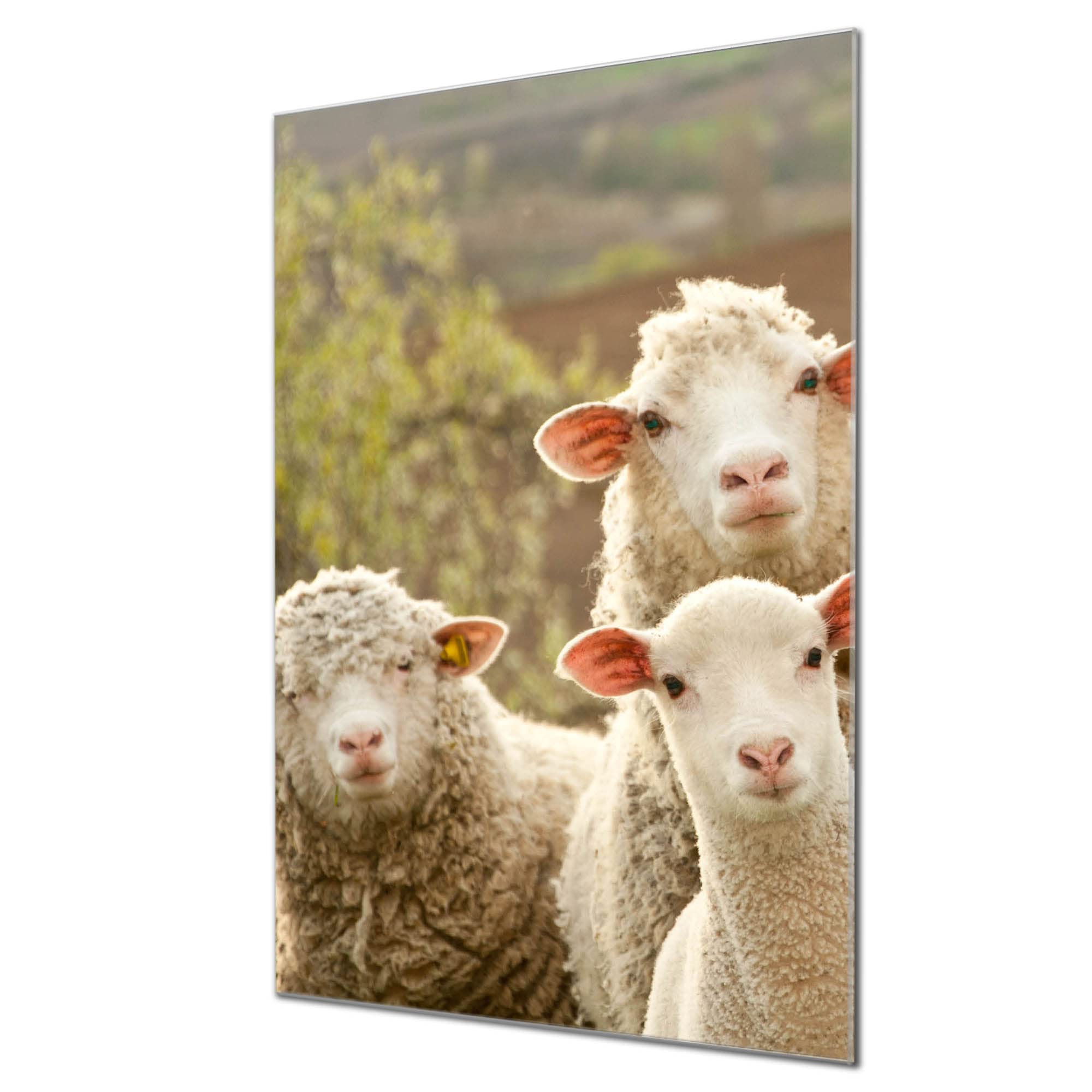 Banjado Magnettafel Glas 60x40cm Schaf und Lamm Tier