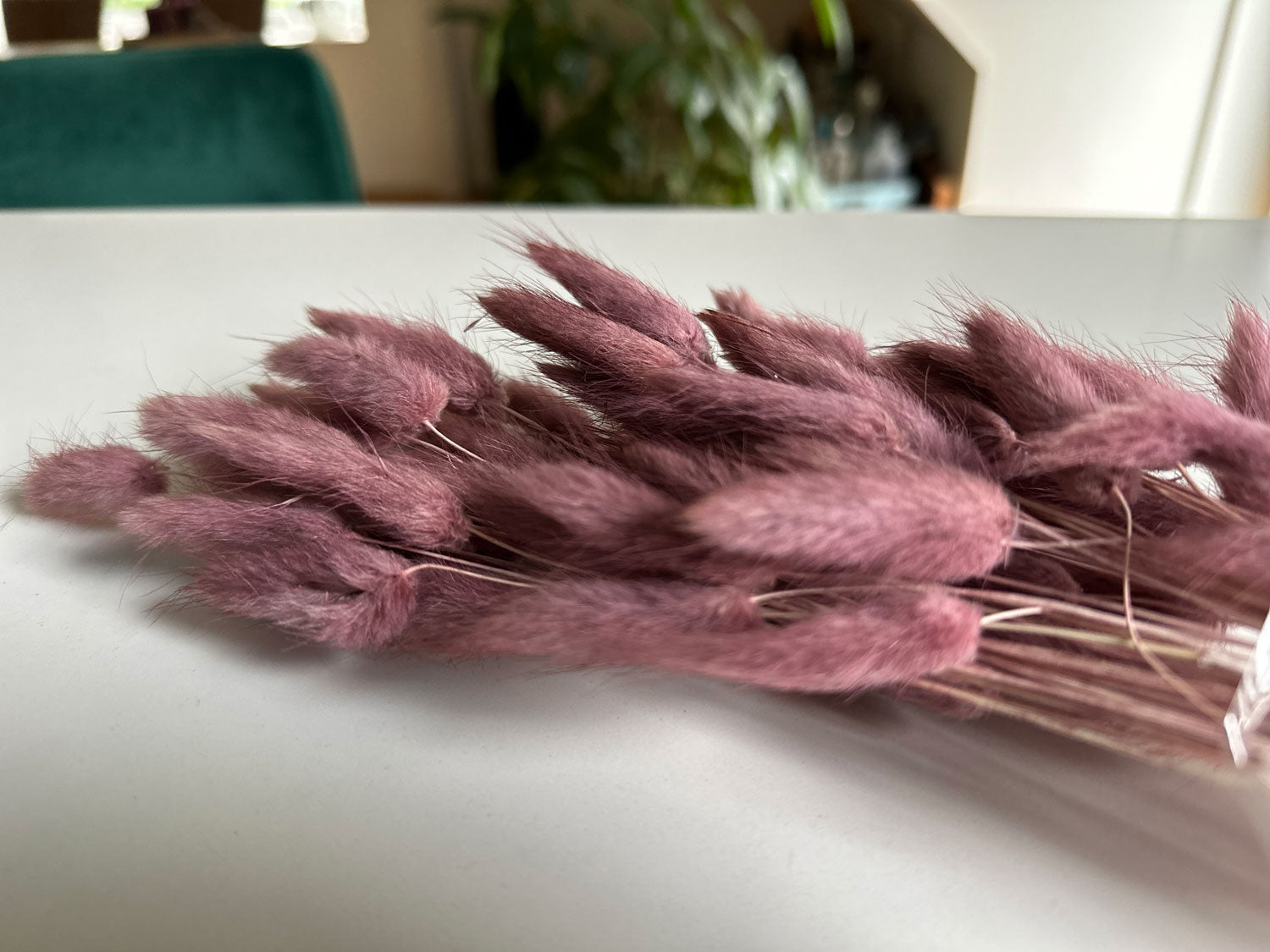 LS-LebenStil Lagurus Trockenstrauß Alt-Rose 65 cm 40 Wedel