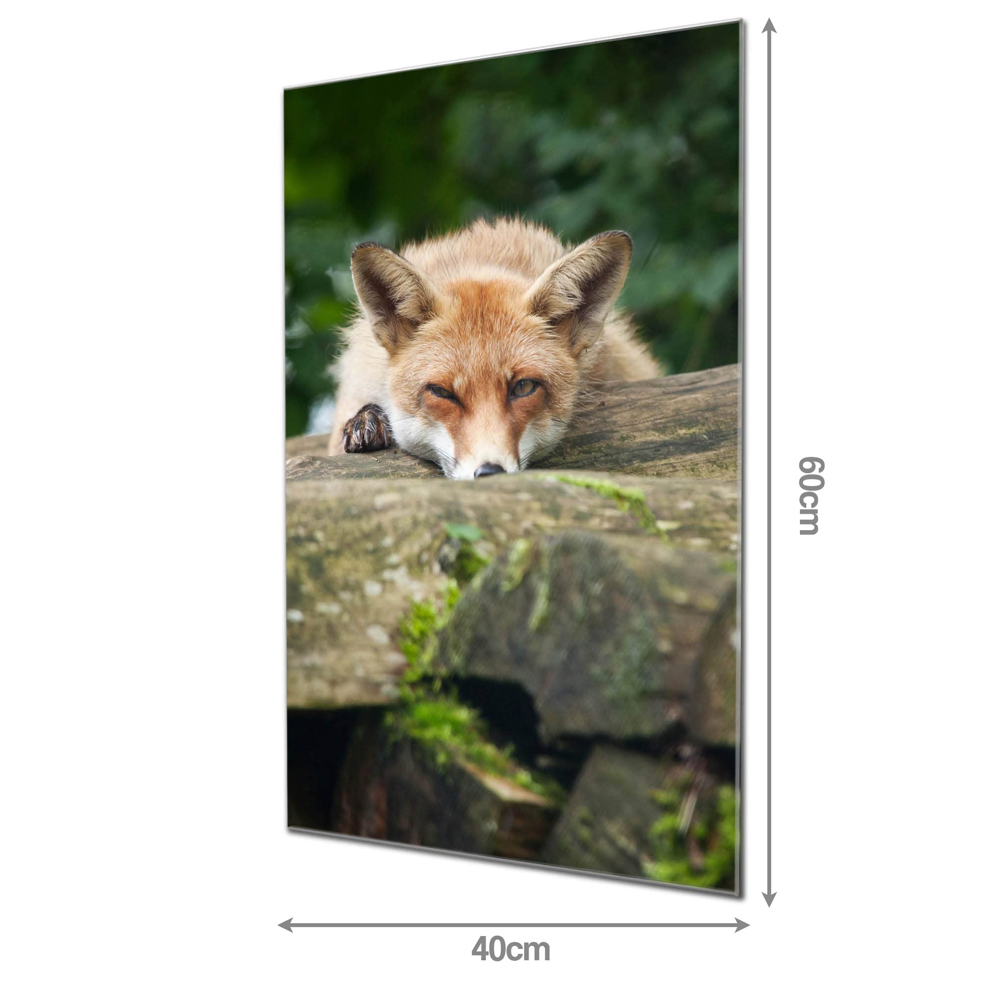 Banjado Magnettafel Fuchs Relax Magnetwand 60x40 cm Glas