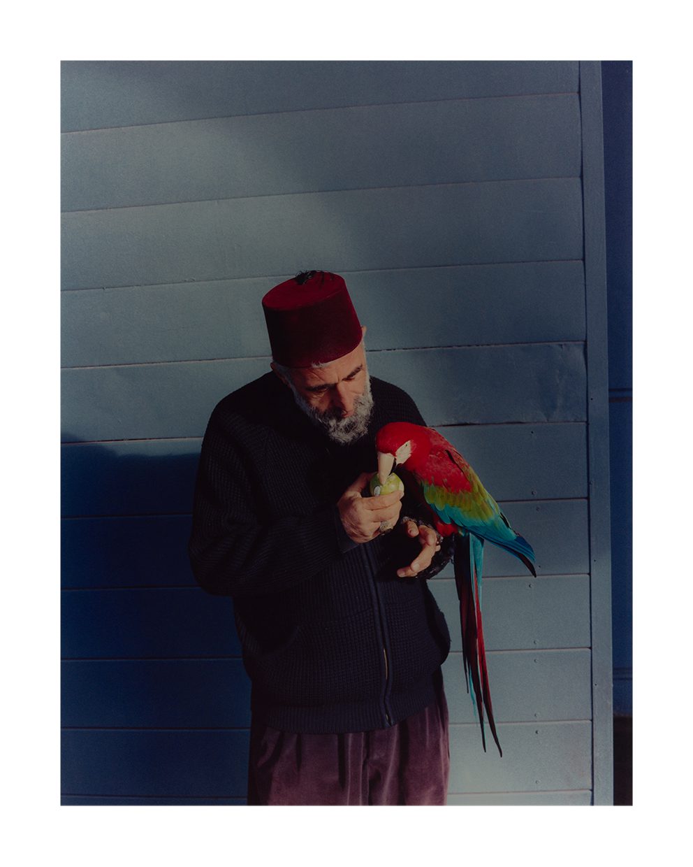 The Poster Club Istanbul Tier Poster 40x50 cm Bunt