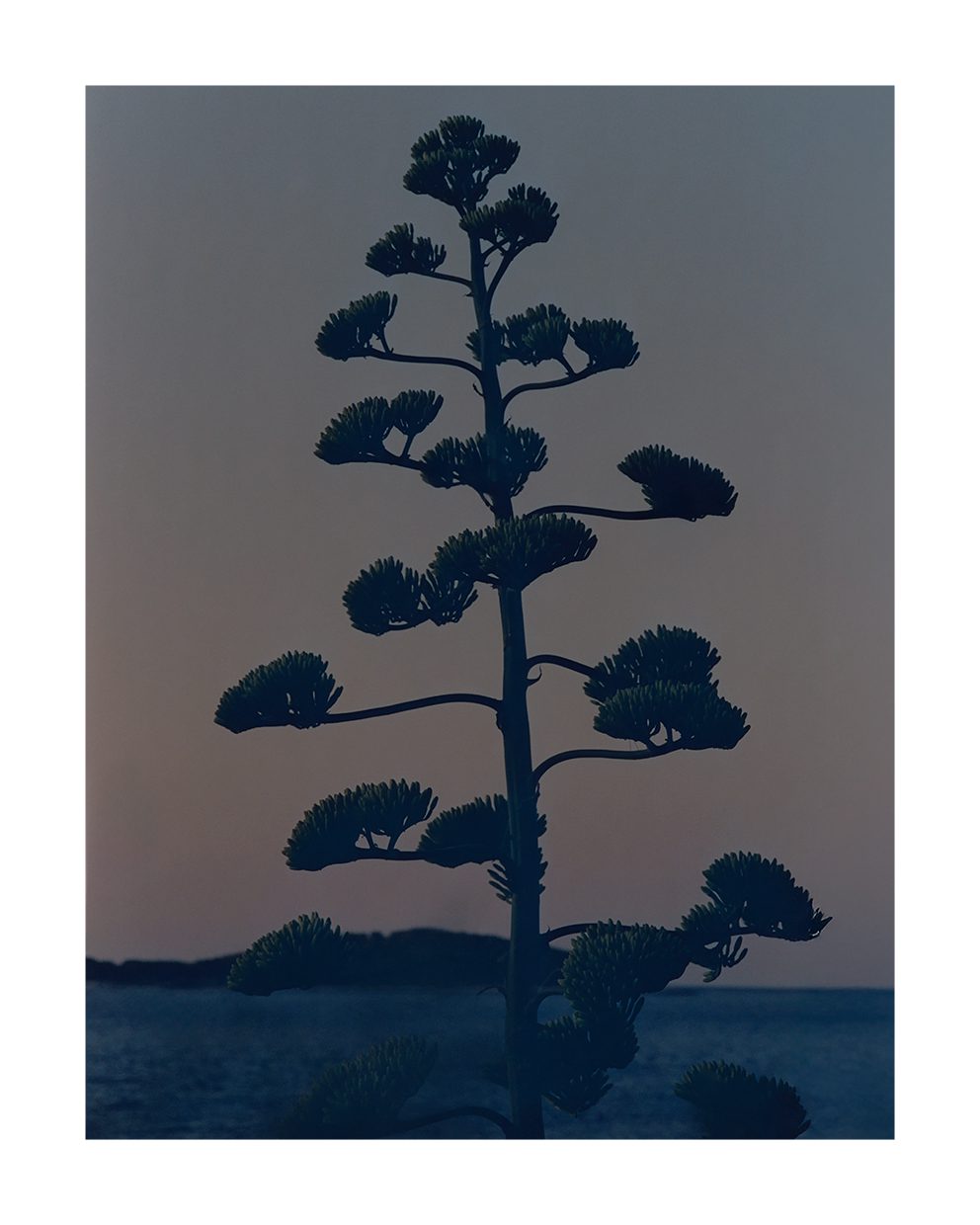 The Poster Club Hvar Agave Flower Poster 40x50 cm blau